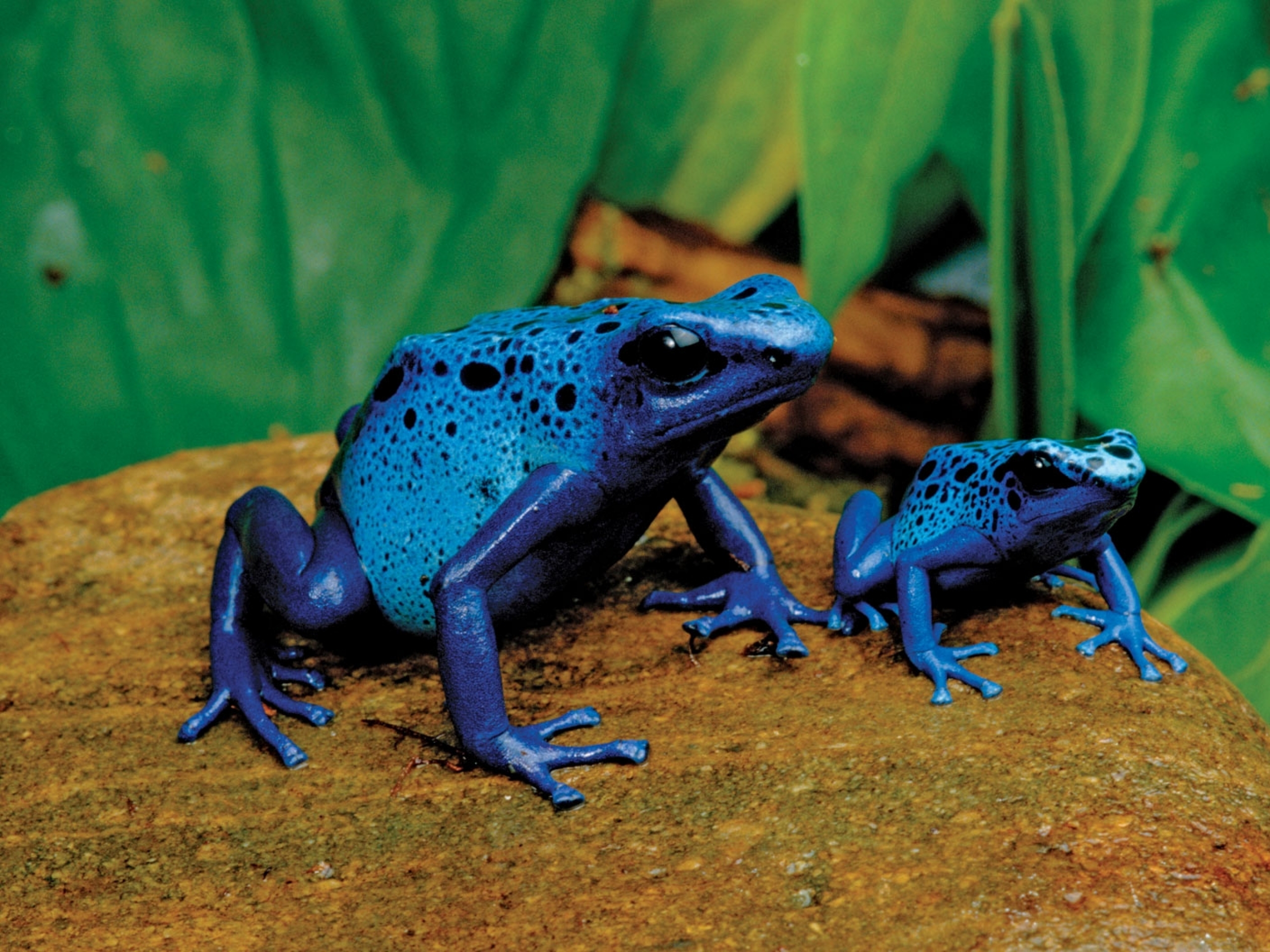 298595 завантажити шпалери тварина, отруйна жаба дротик, блакитна отруйна жаба, жаби - заставки і картинки безкоштовно