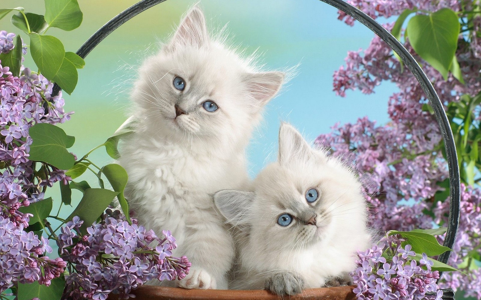 Free download wallpaper Cats, Cat, Animal on your PC desktop