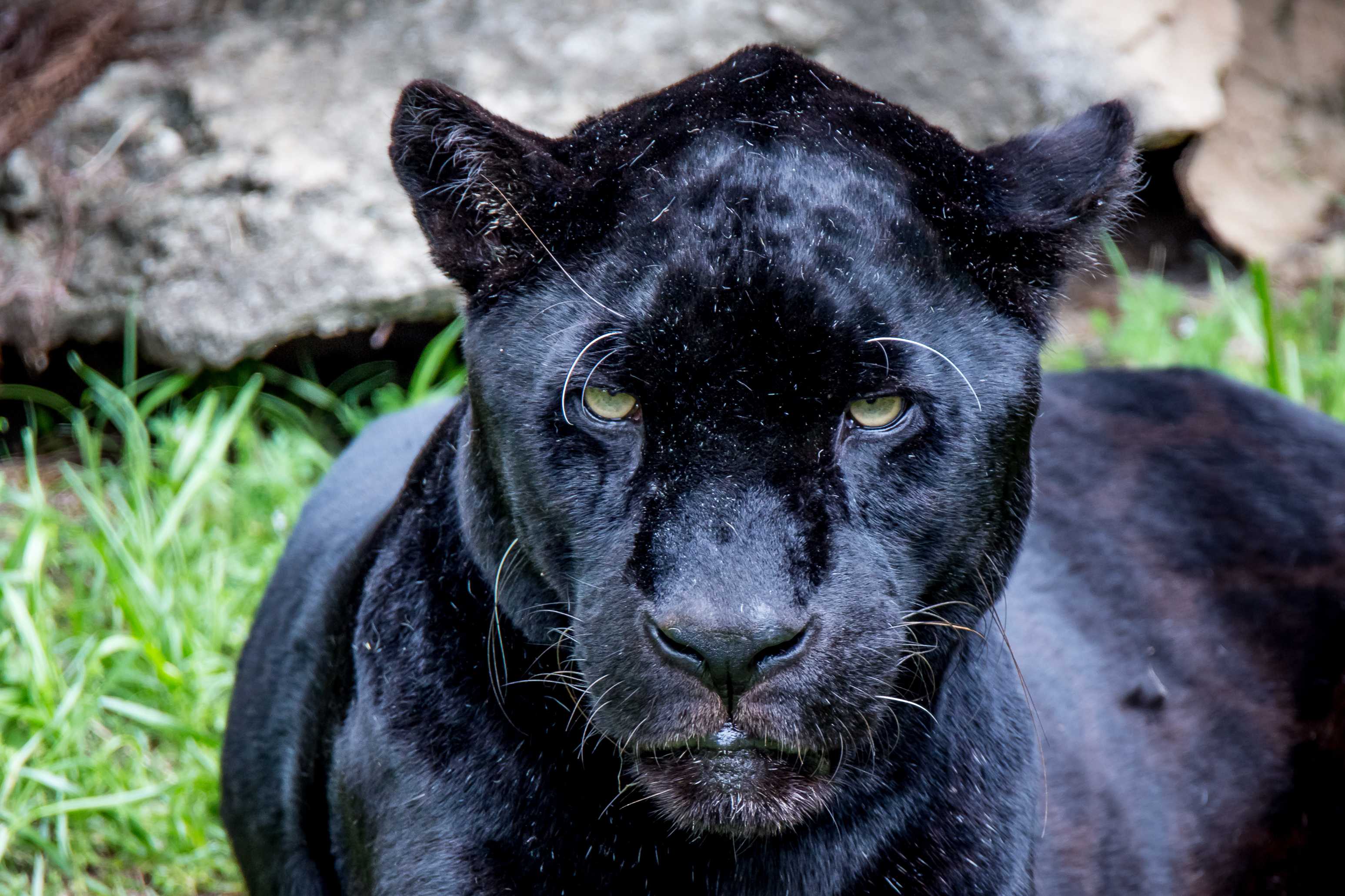 Скачать обои бесплатно Животные, Ягуар, Кошки, Черная Пантера картинка на рабочий стол ПК