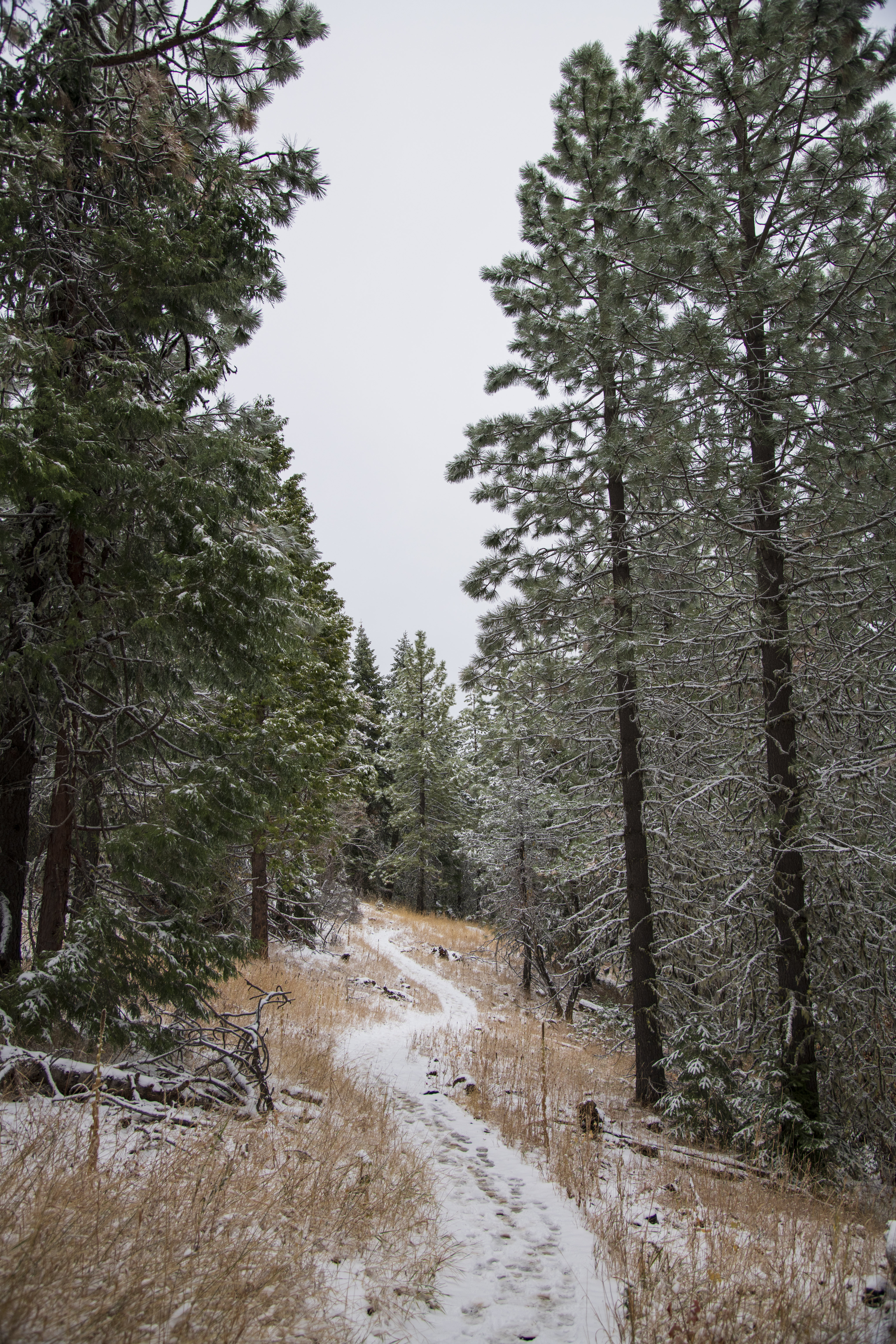 PCデスクトップに自然, 木, 雪, 道, パス, 冬画像を無料でダウンロード