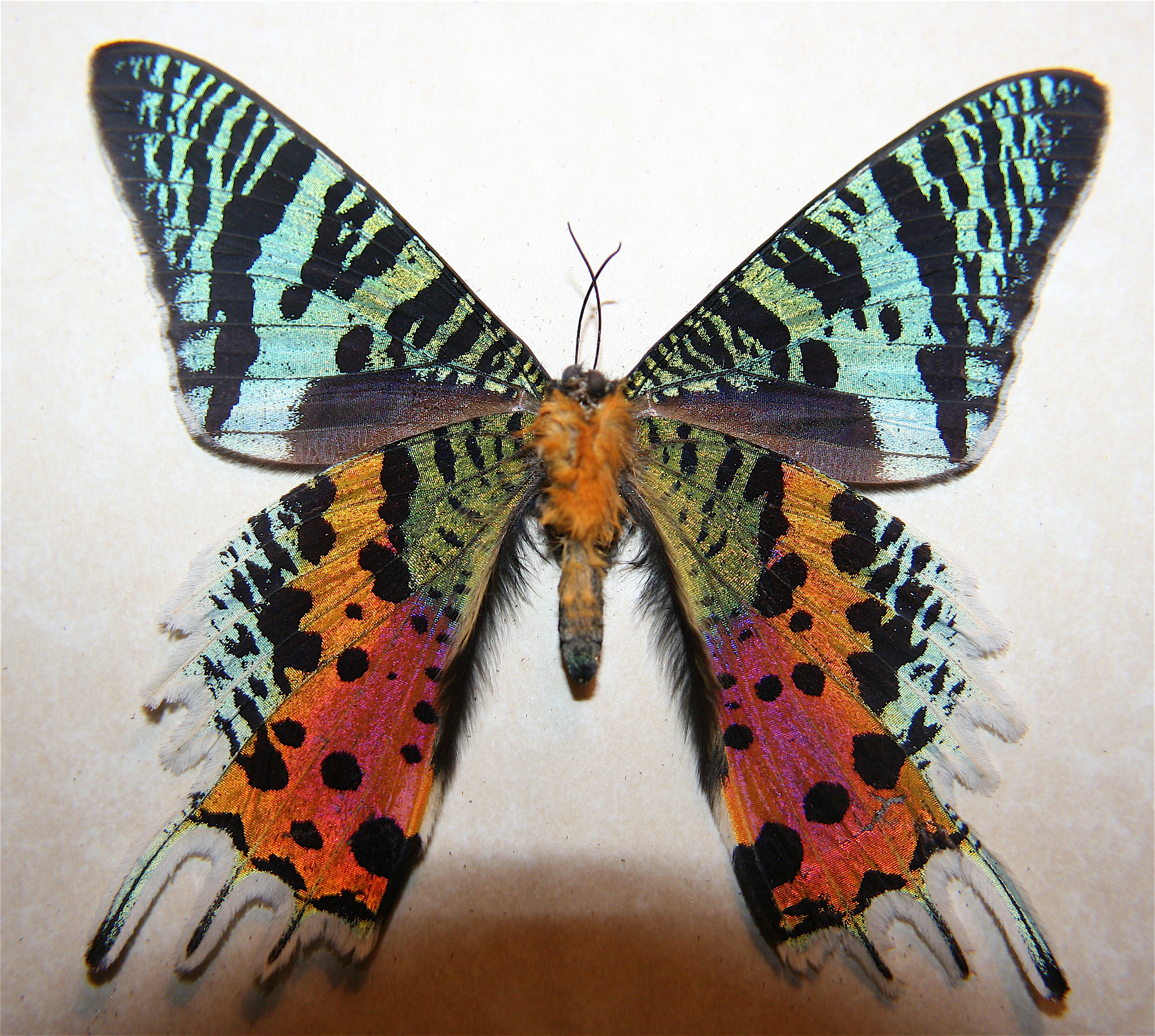 Download mobile wallpaper Animal, Moth for free.