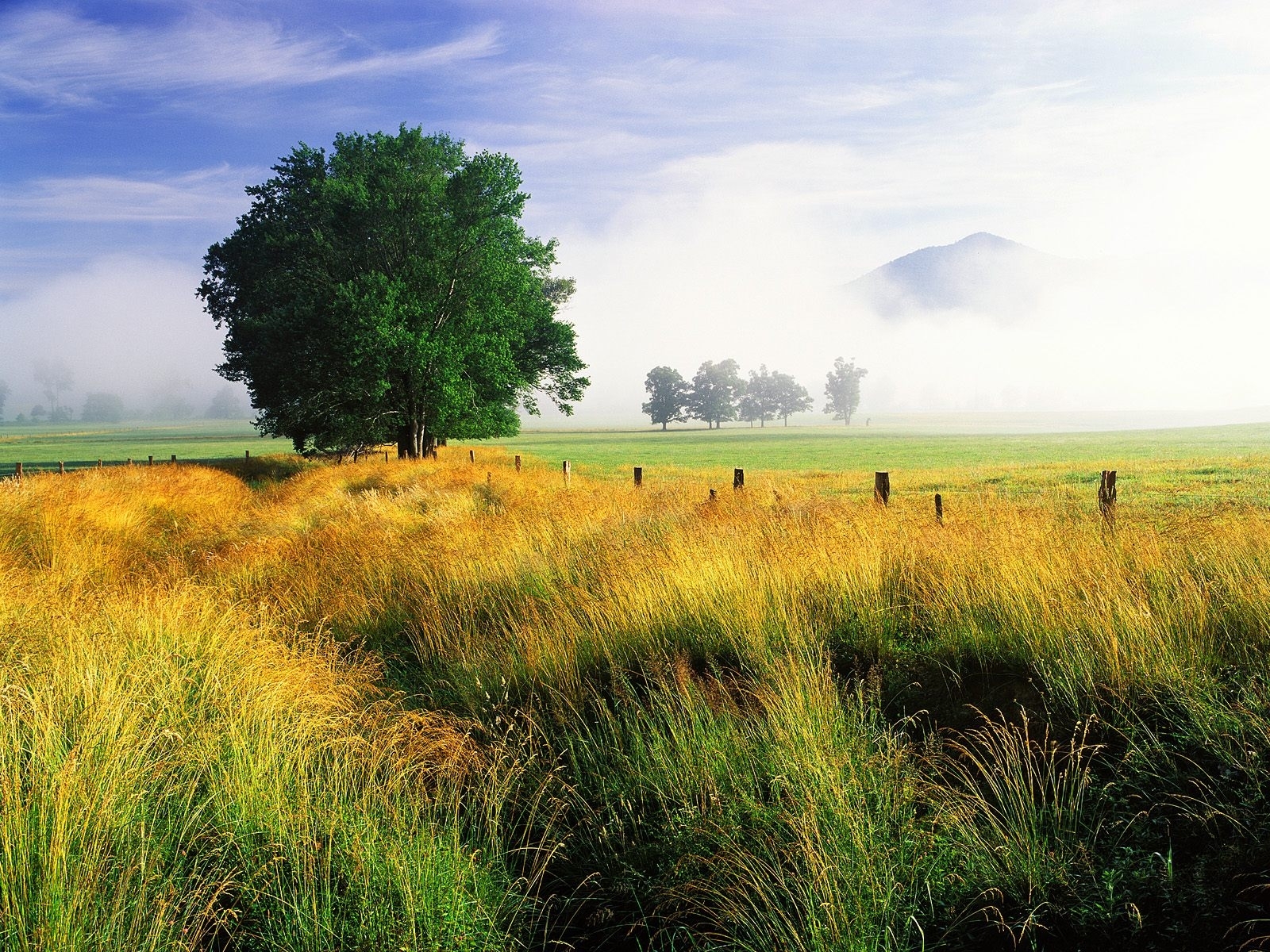 Free download wallpaper Landscape, Grass, Sky, Trees on your PC desktop