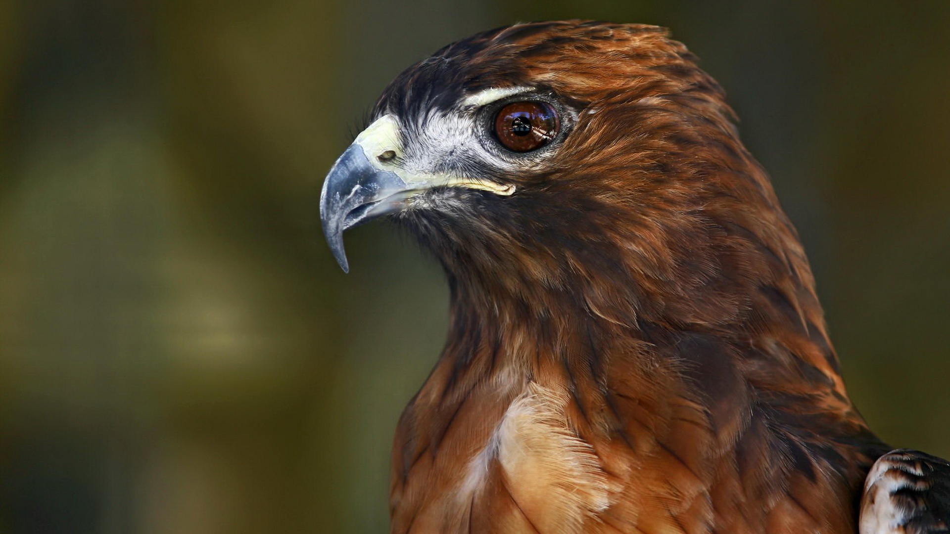 Téléchargez des papiers peints mobile Aigle, Des Oiseaux, Animaux gratuitement.