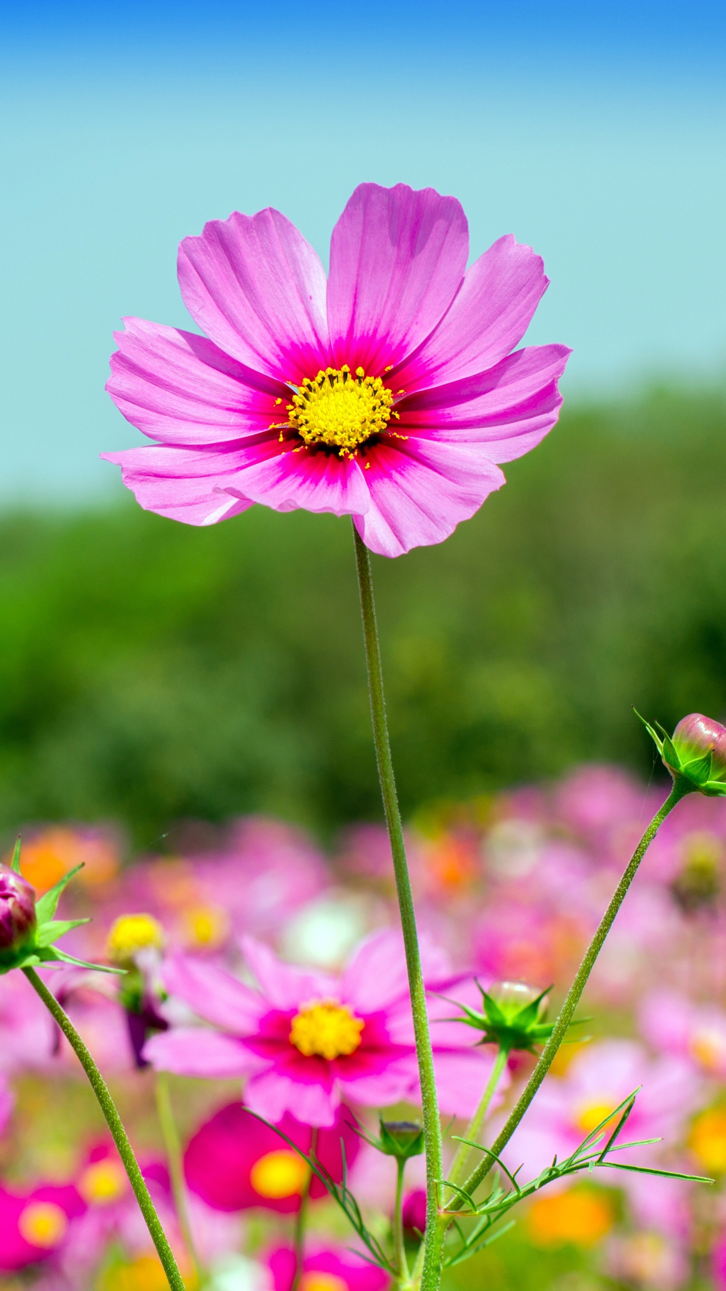 Free download wallpaper Nature, Flowers, Flower, Earth, Cosmos, Pink Flower on your PC desktop