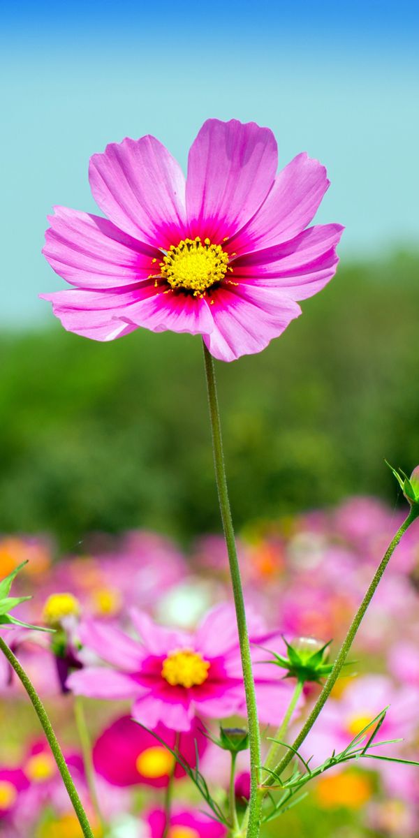 98d2e105201ebb1b116f68c829725c