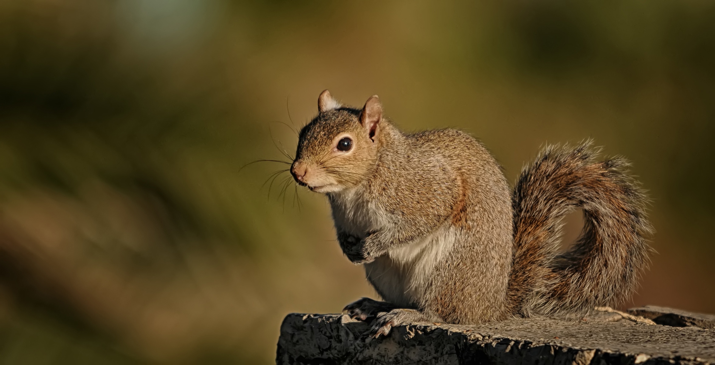 Download mobile wallpaper Squirrel, Animal, Rodent for free.