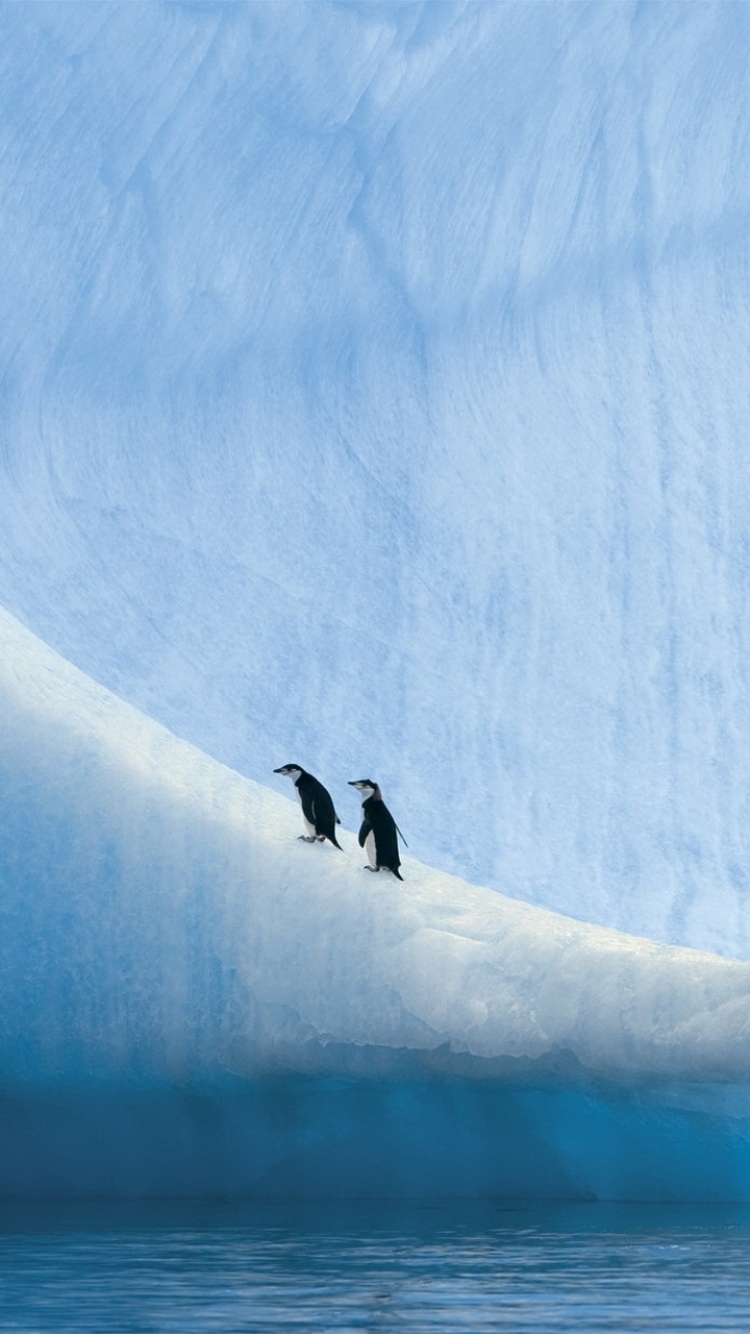 Download mobile wallpaper Birds, Ice, Bird, Animal, Antarctica, Penguin for free.