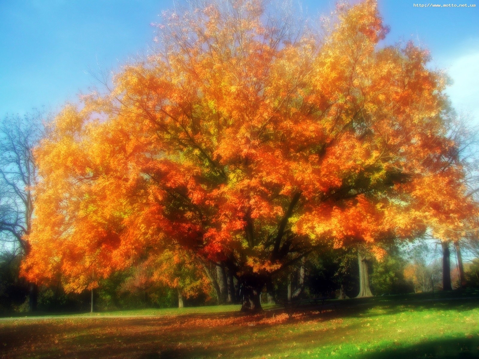 無料モバイル壁紙木, 秋, オレンジ, 風景をダウンロードします。