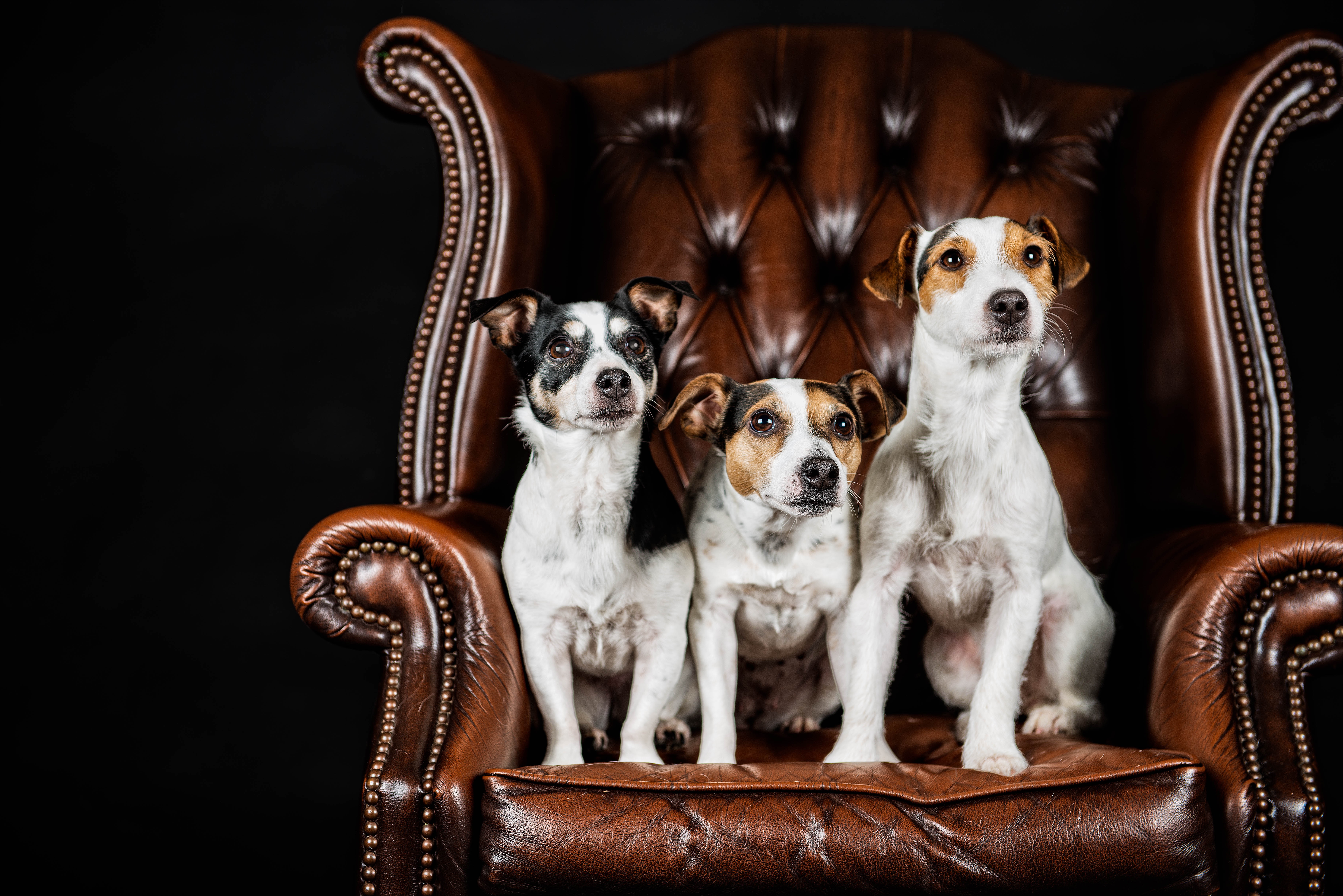 424338 Hintergrundbilder und Jack Russell Terrier Bilder auf dem Desktop. Laden Sie  Bildschirmschoner kostenlos auf den PC herunter