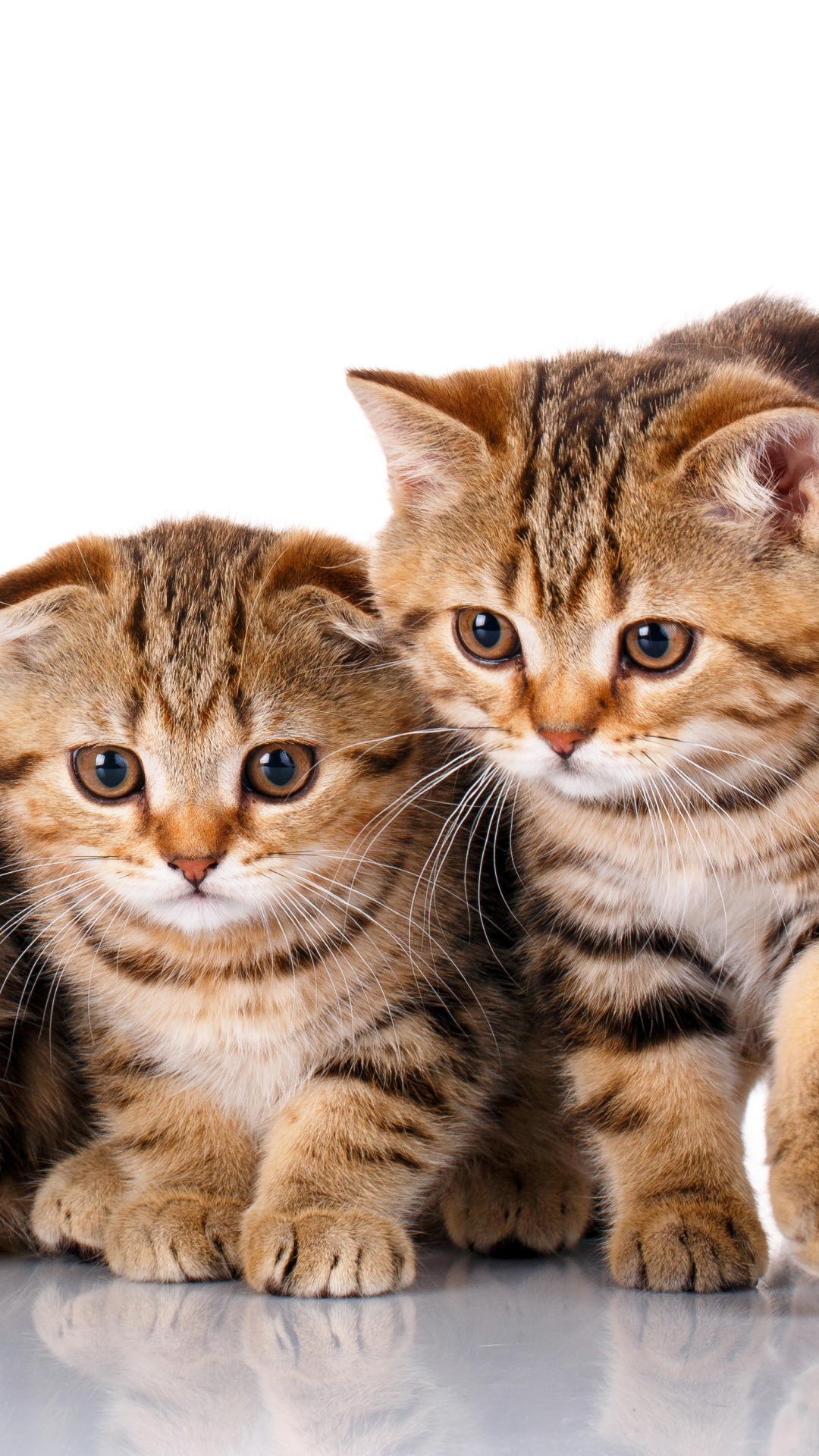 Download mobile wallpaper Cats, Cat, Kitten, Animal, Baby Animal for free.