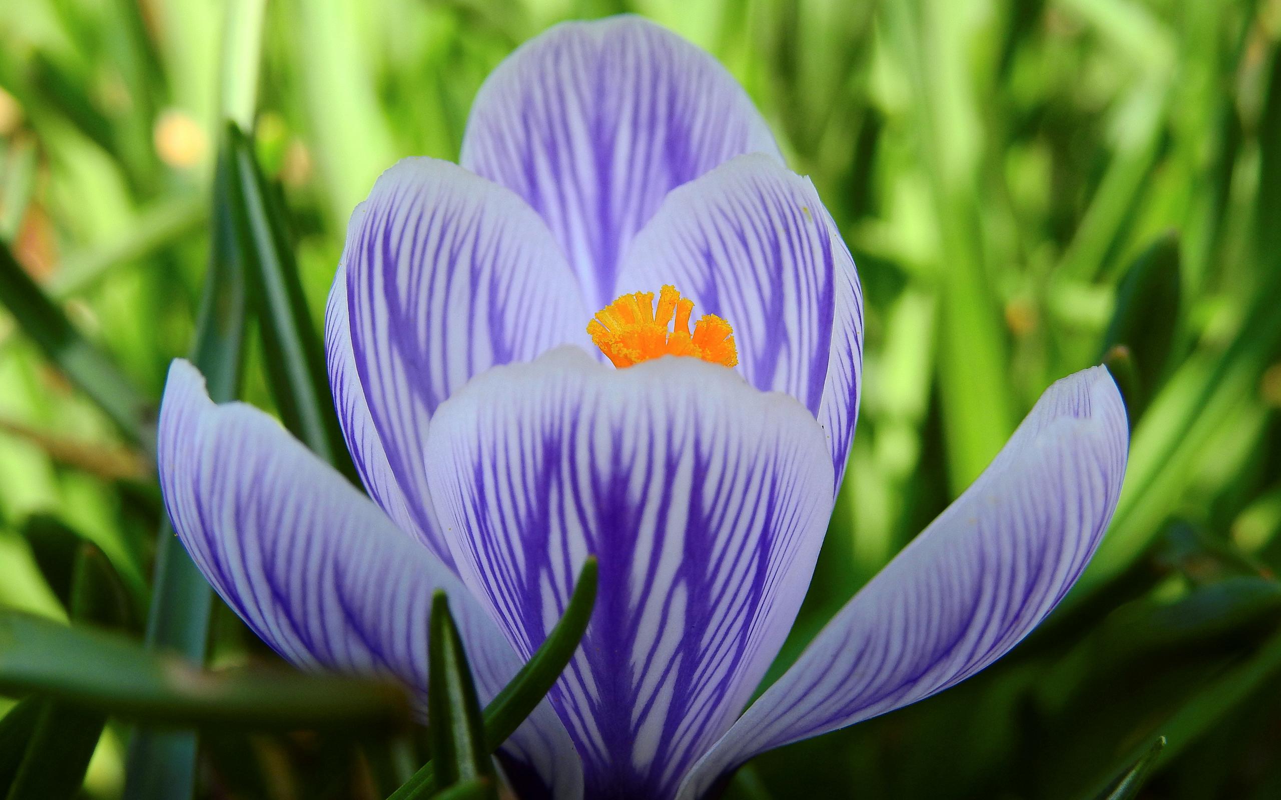 Laden Sie das Blumen, Blume, Frühling, Krokus, Erde/natur-Bild kostenlos auf Ihren PC-Desktop herunter