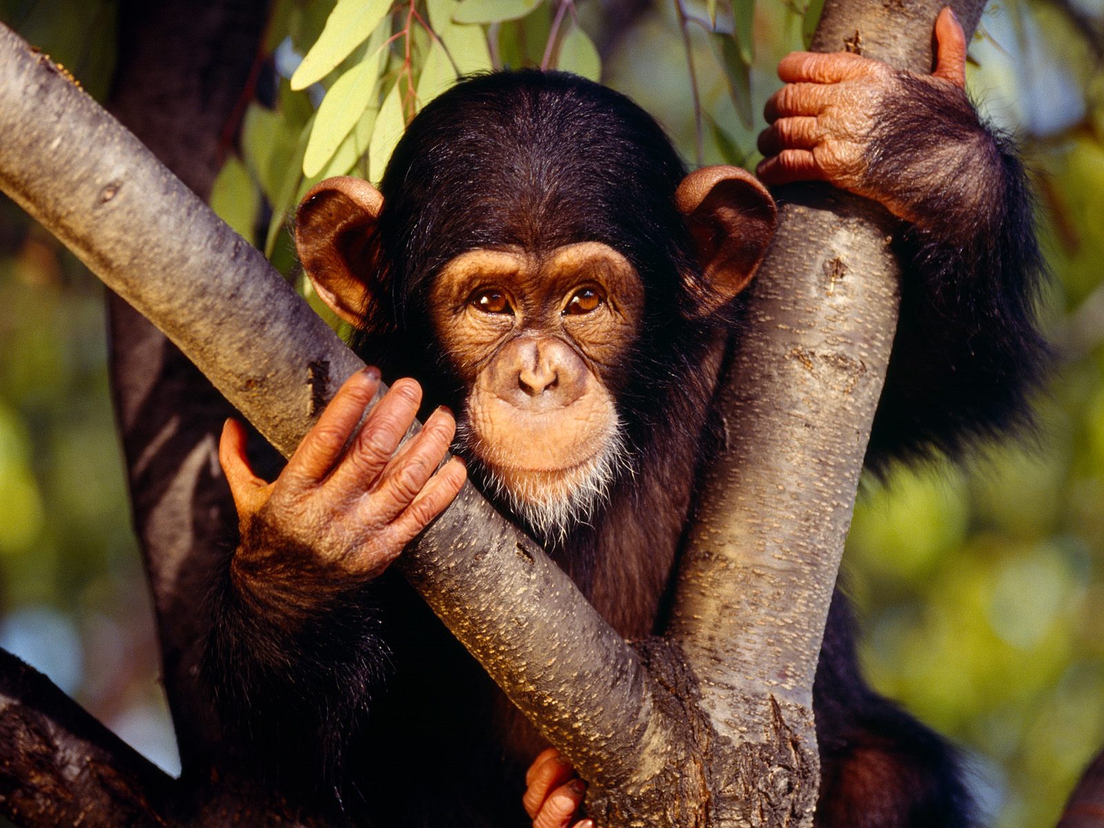 287465壁紙のダウンロード動物, チンパンジー, サル-スクリーンセーバーと写真を無料で