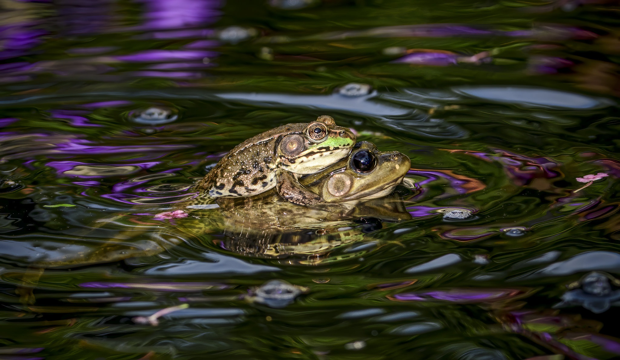 Download mobile wallpaper Frogs, Frog, Animal for free.