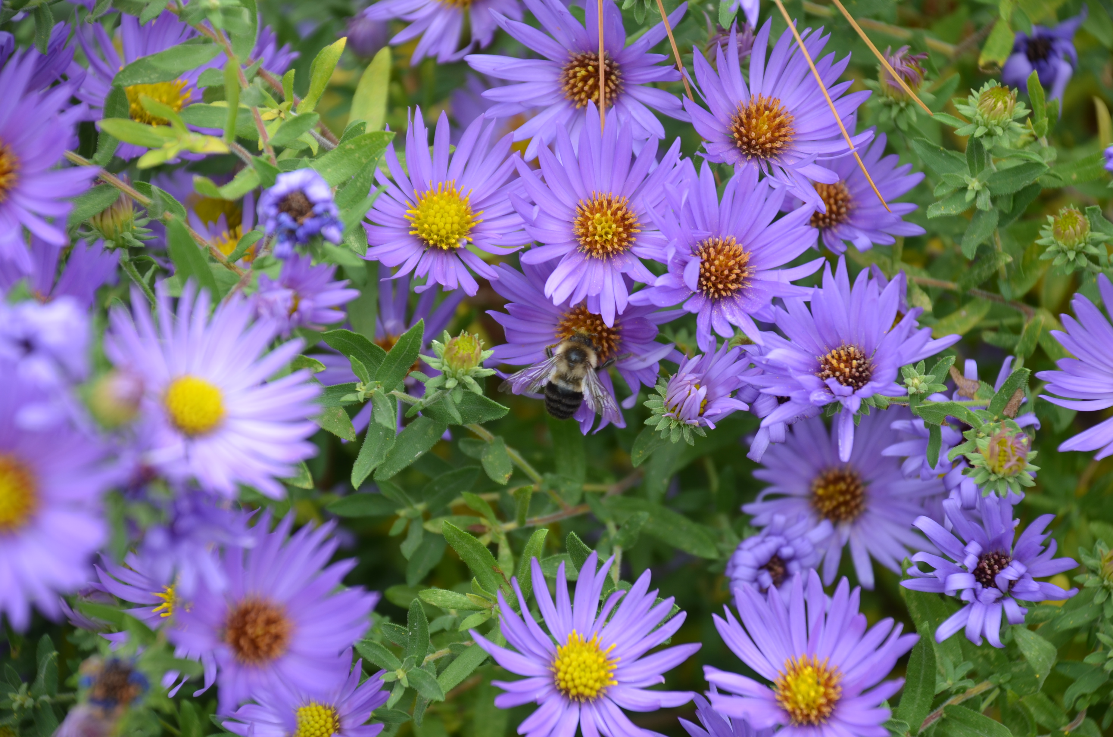 Download mobile wallpaper Nature, Flowers, Flower, Earth, Bee, Daisy, Purple Flower for free.