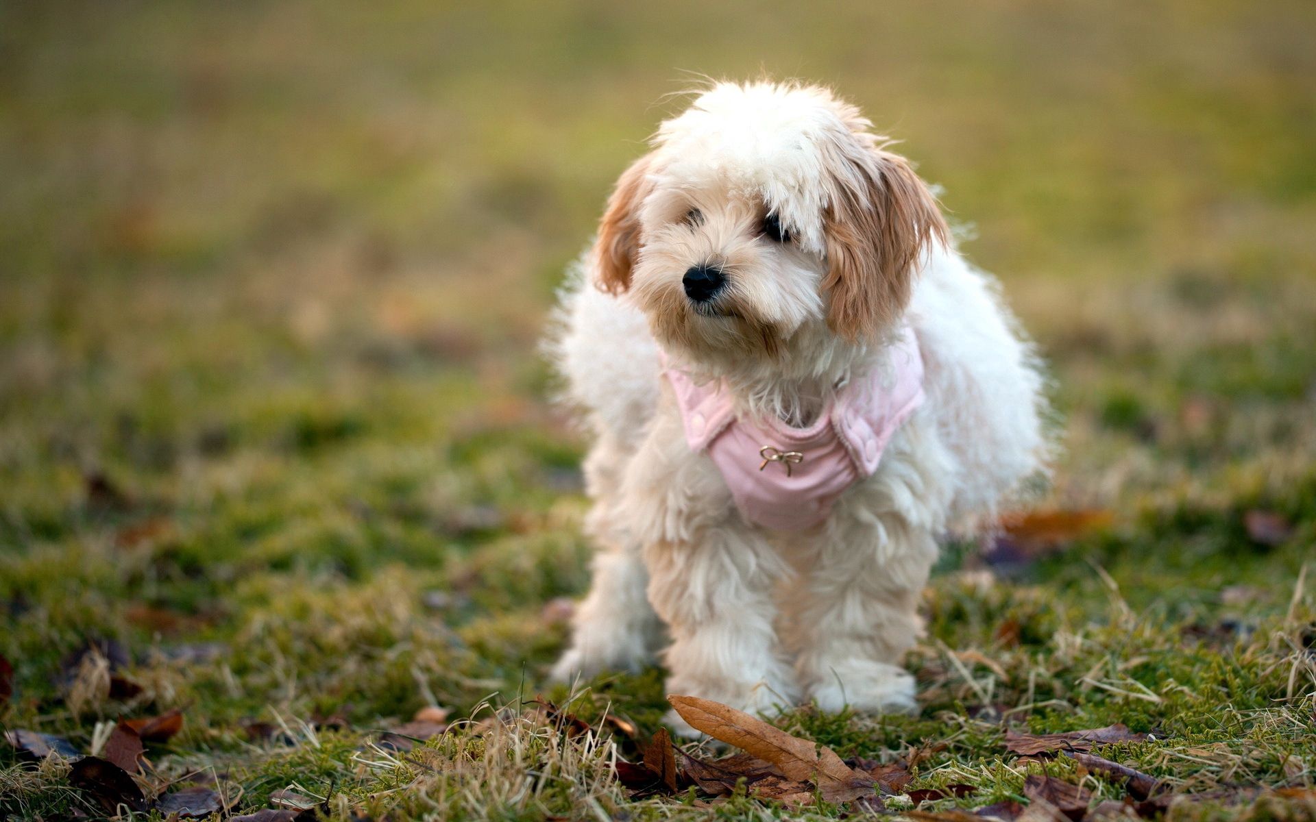 PCデスクトップに動物, 草, 葉, 散歩, ふかふかした, ふわふわ, 犬画像を無料でダウンロード