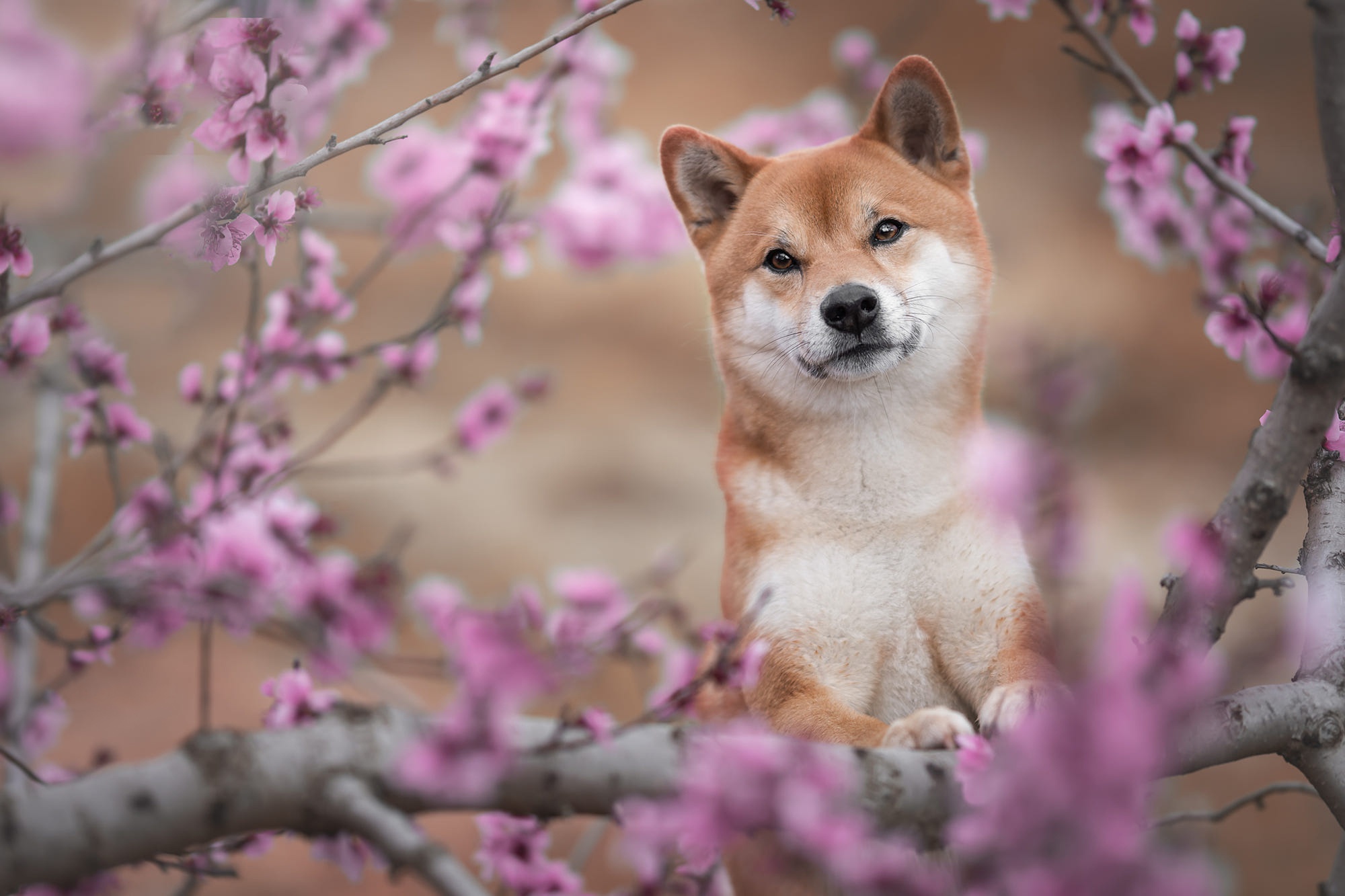 Handy-Wallpaper Tiere, Hunde, Shiba Inu kostenlos herunterladen.