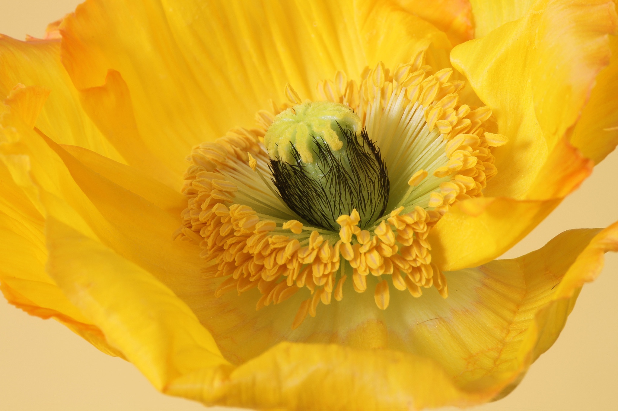 Download mobile wallpaper Flowers, Flower, Macro, Earth, Poppy, Petal, Yellow Flower for free.