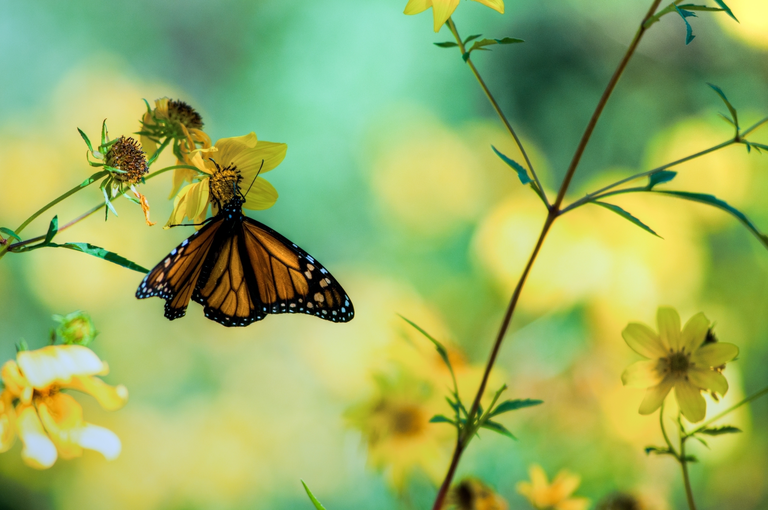 Free download wallpaper Flowers, Macro, Butterfly, Plants on your PC desktop