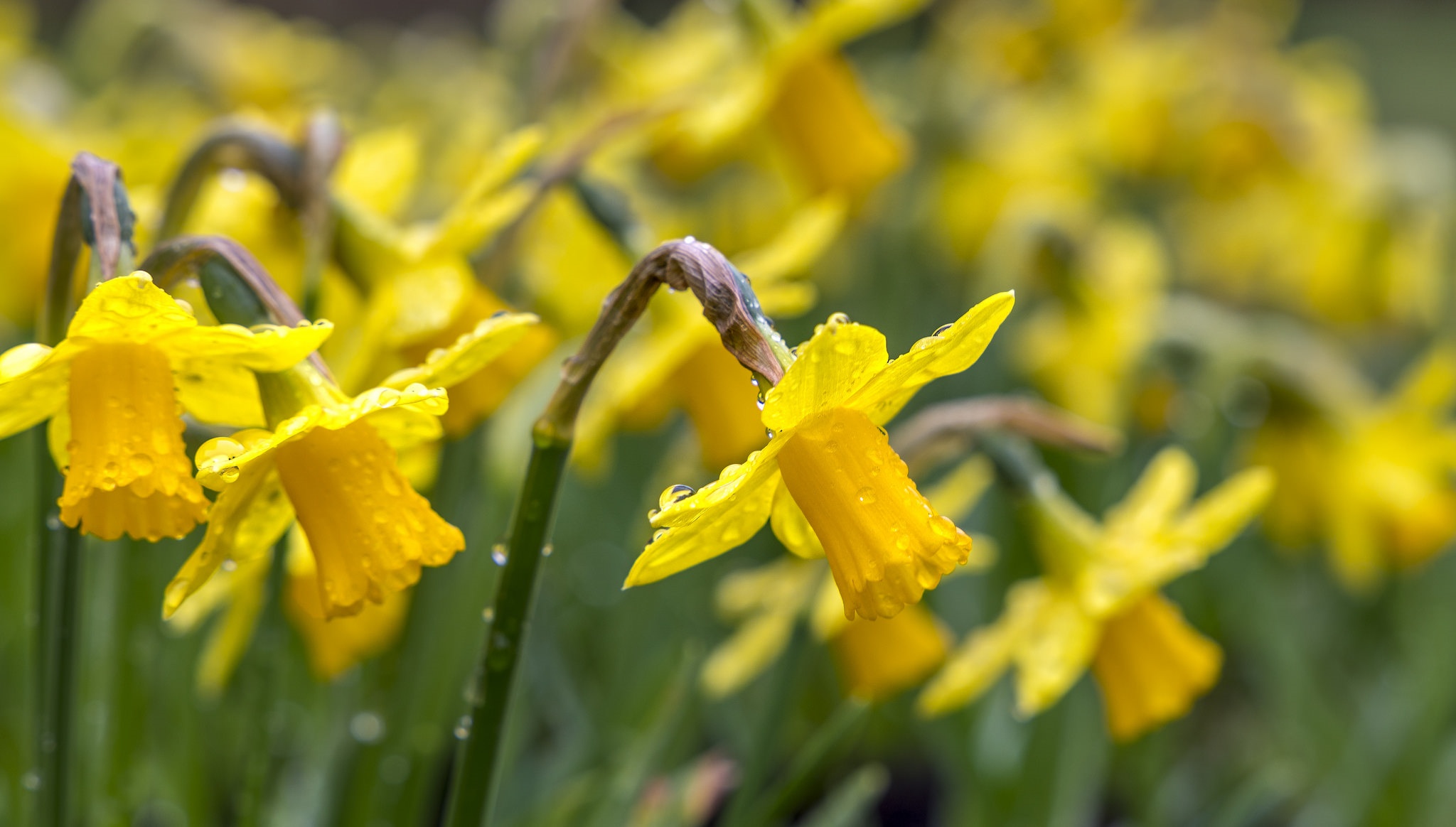Download mobile wallpaper Nature, Flowers, Flower, Blur, Close Up, Earth, Yellow Flower, Daffodil for free.