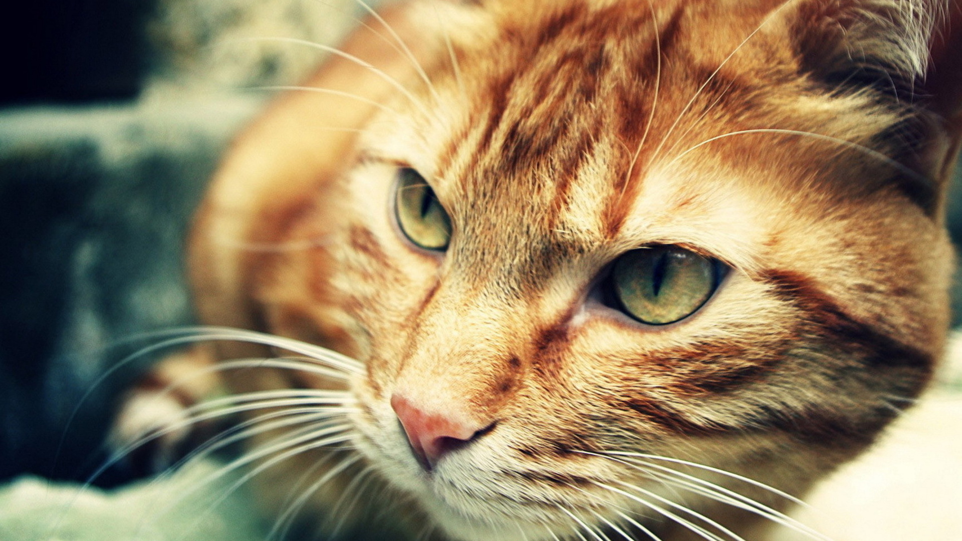 Download mobile wallpaper Face, Eye, Cat, Cats, Animal for free.