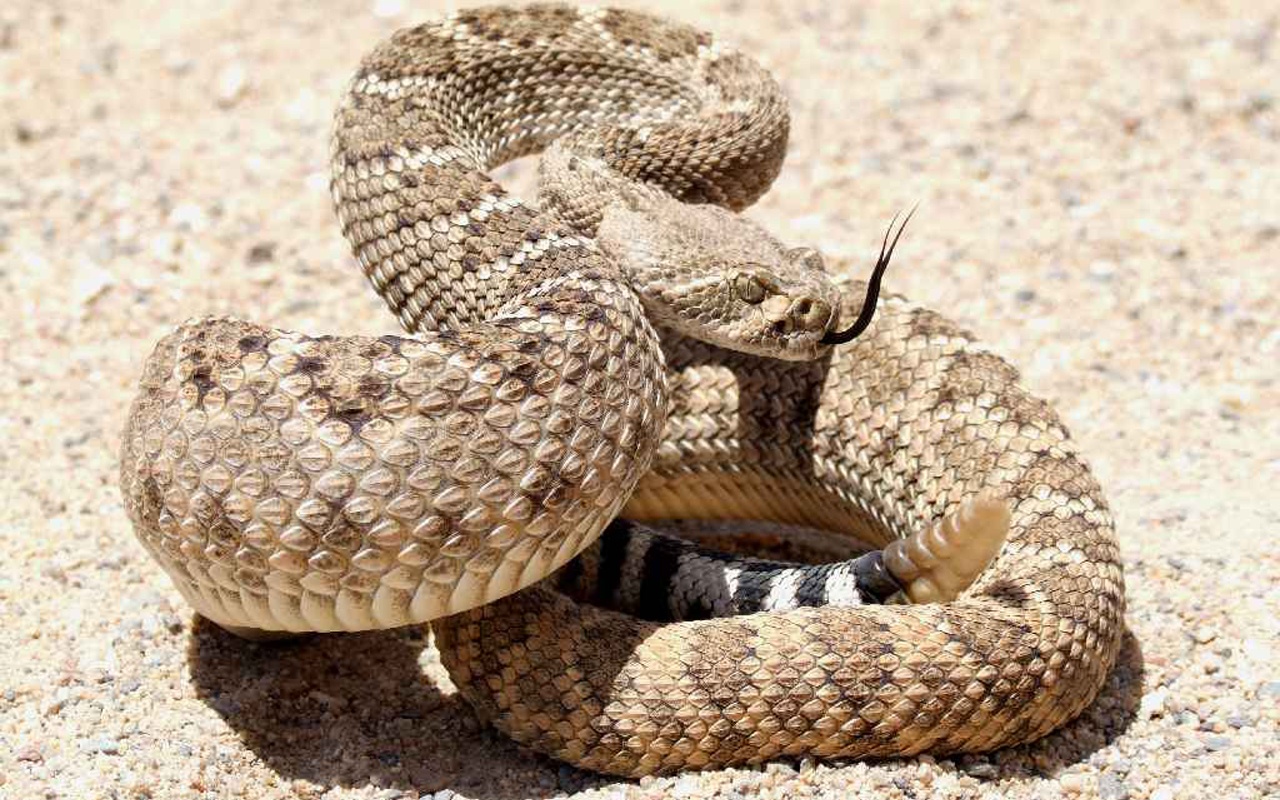snake, animal, rattlesnake, reptile