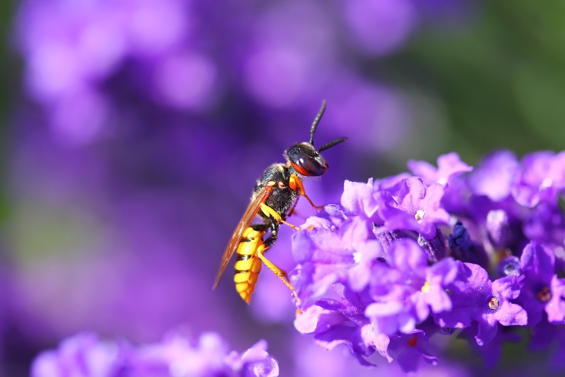 Free download wallpaper Insects, Flower, Insect, Animal, Wasp on your PC desktop