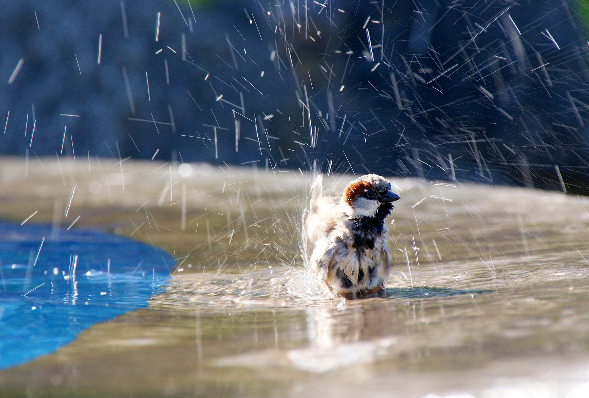 Baixar papel de parede para celular de Pássaro, Aves, Animais gratuito.