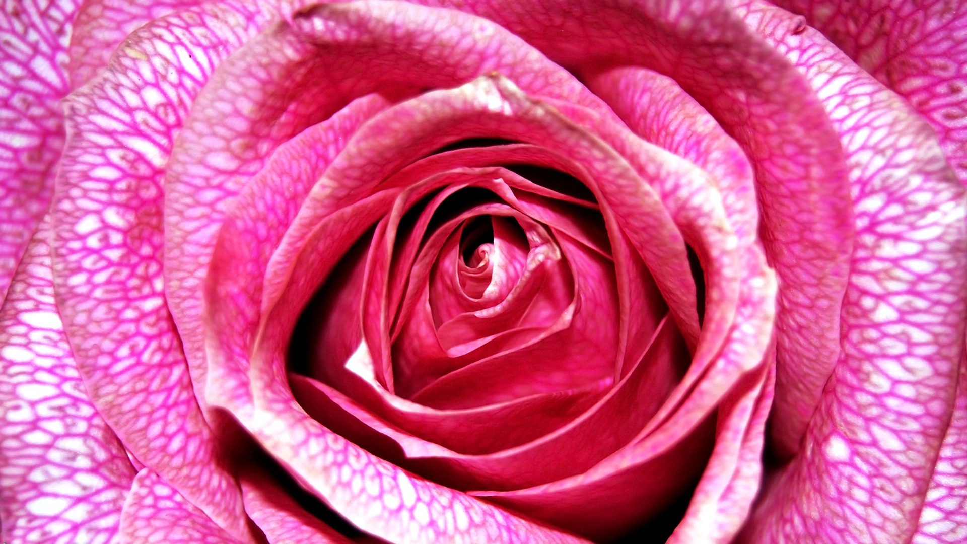 Скачать картинку Цветок, Роза, Крупный План, Земля/природа, Пинк, Розовая Роза, Флауэрсы в телефон бесплатно.
