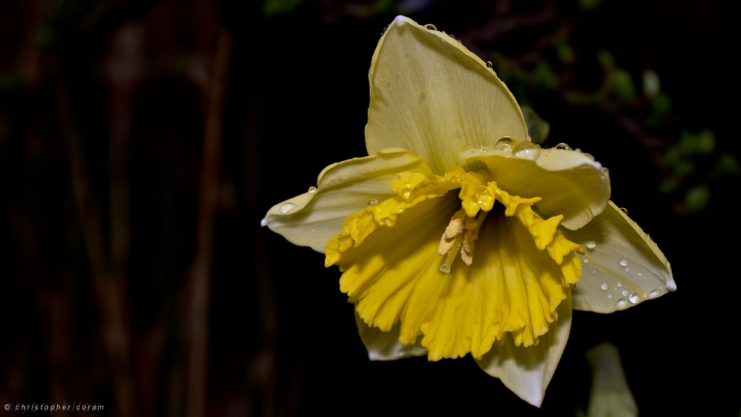 earth, daffodil, flower, water drop, yellow, flowers