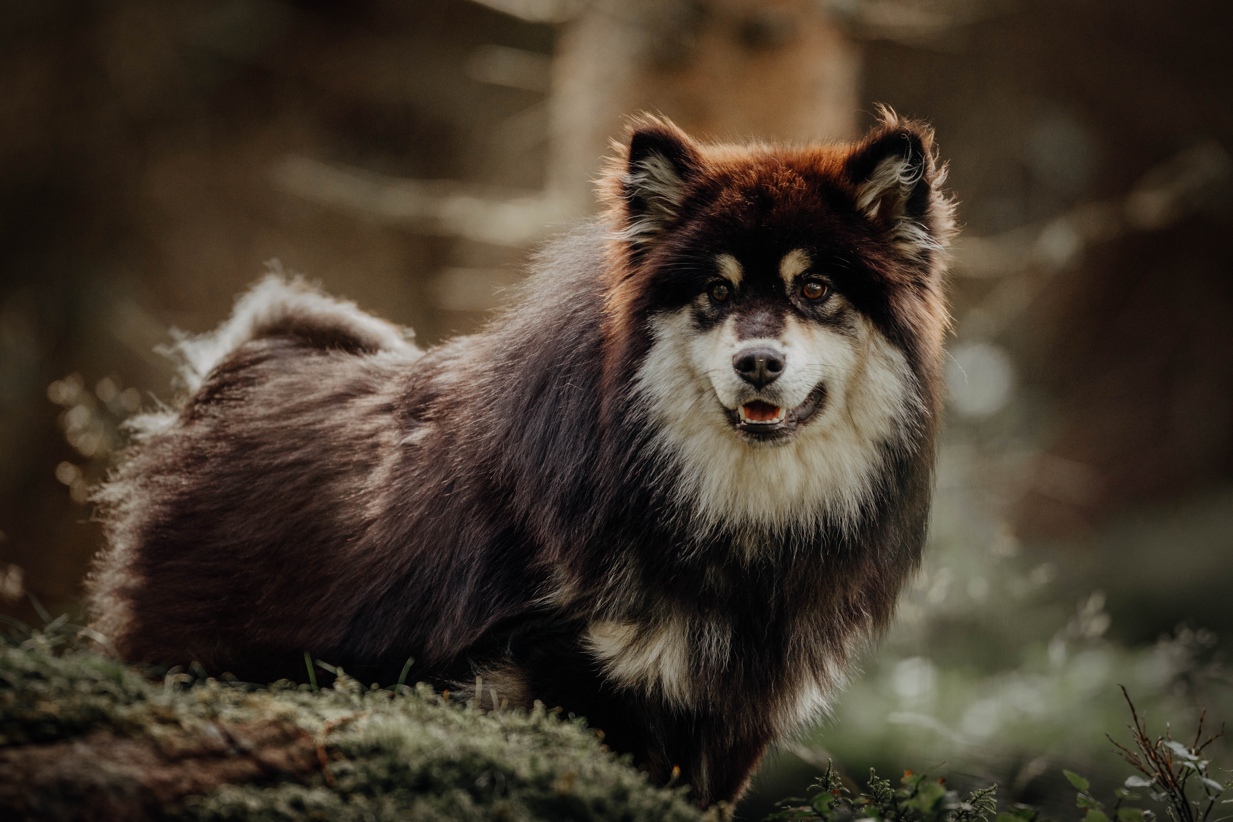 Free download wallpaper Animals, Dog, Pet, Finnish Lapphund, Funny on your PC desktop