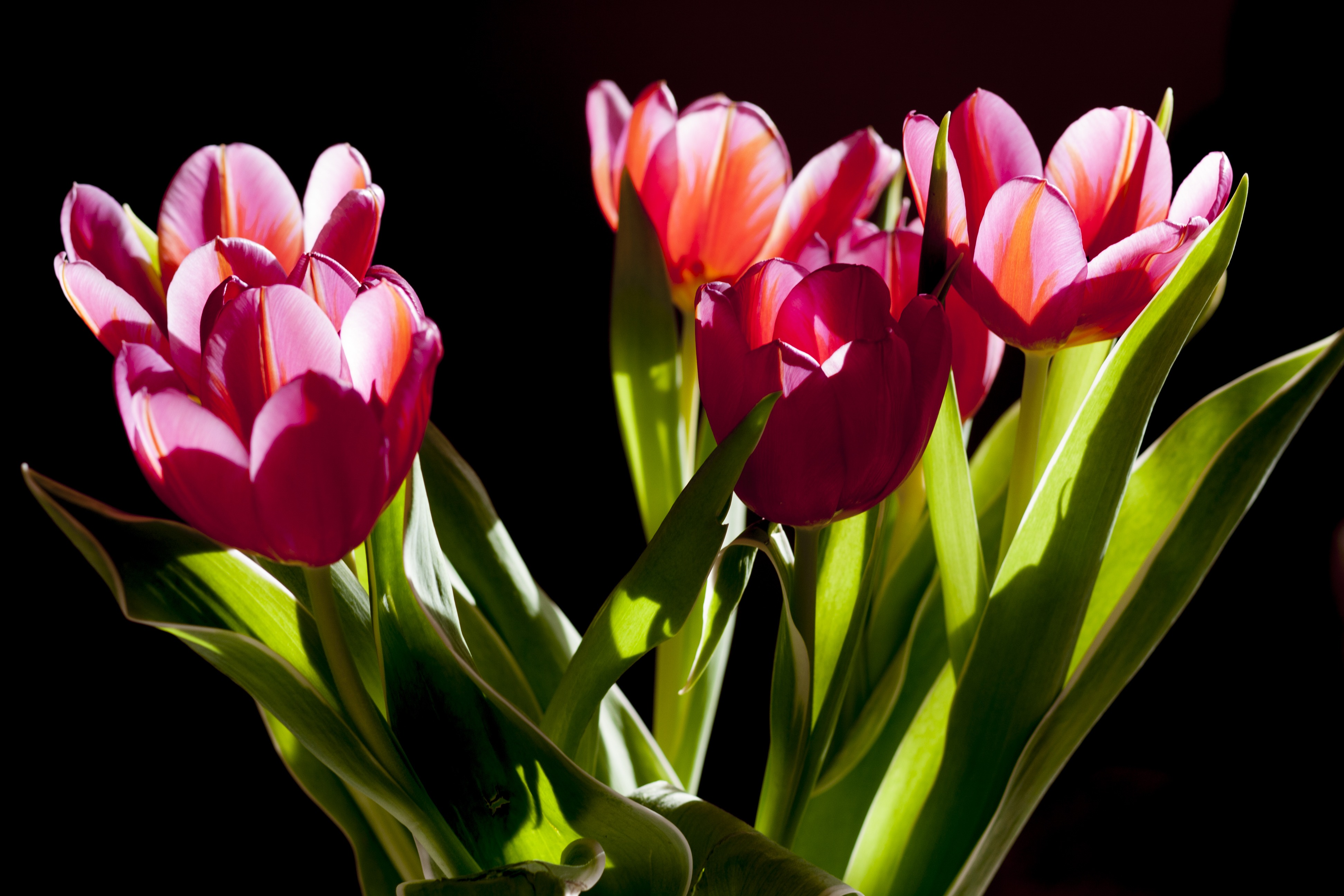 Handy-Wallpaper Blumen, Blume, Tulpe, Erde/natur, Pinke Blume kostenlos herunterladen.