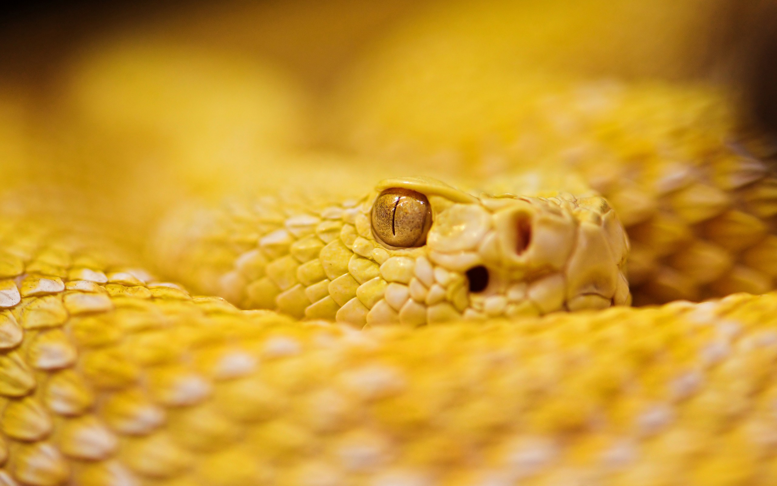 Téléchargez des papiers peints mobile Serpent, Reptiles, Animaux gratuitement.