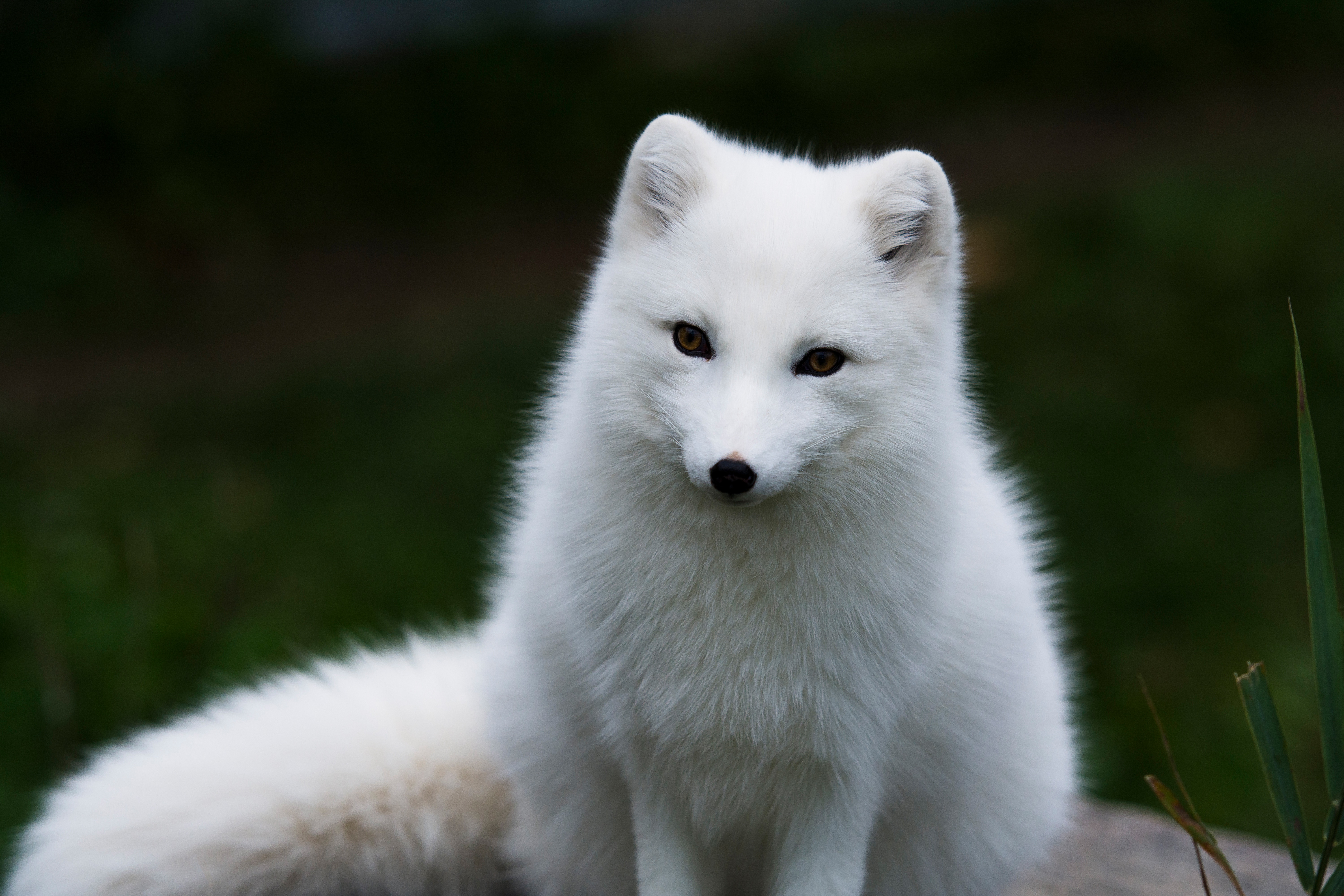 Download mobile wallpaper Dogs, Fox, Animal, Arctic Fox for free.