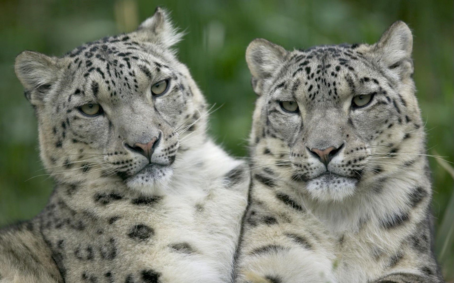 Handy-Wallpaper Leopard, Big Cat, Sicht, Meinung, Tiere, Paar, Große Katze, Raubtiere kostenlos herunterladen.
