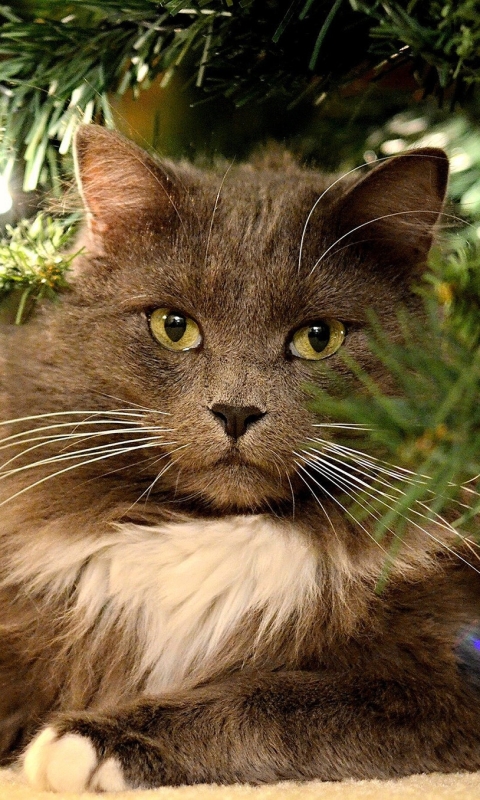 Téléchargez des papiers peints mobile Animaux, Chats, Chat gratuitement.