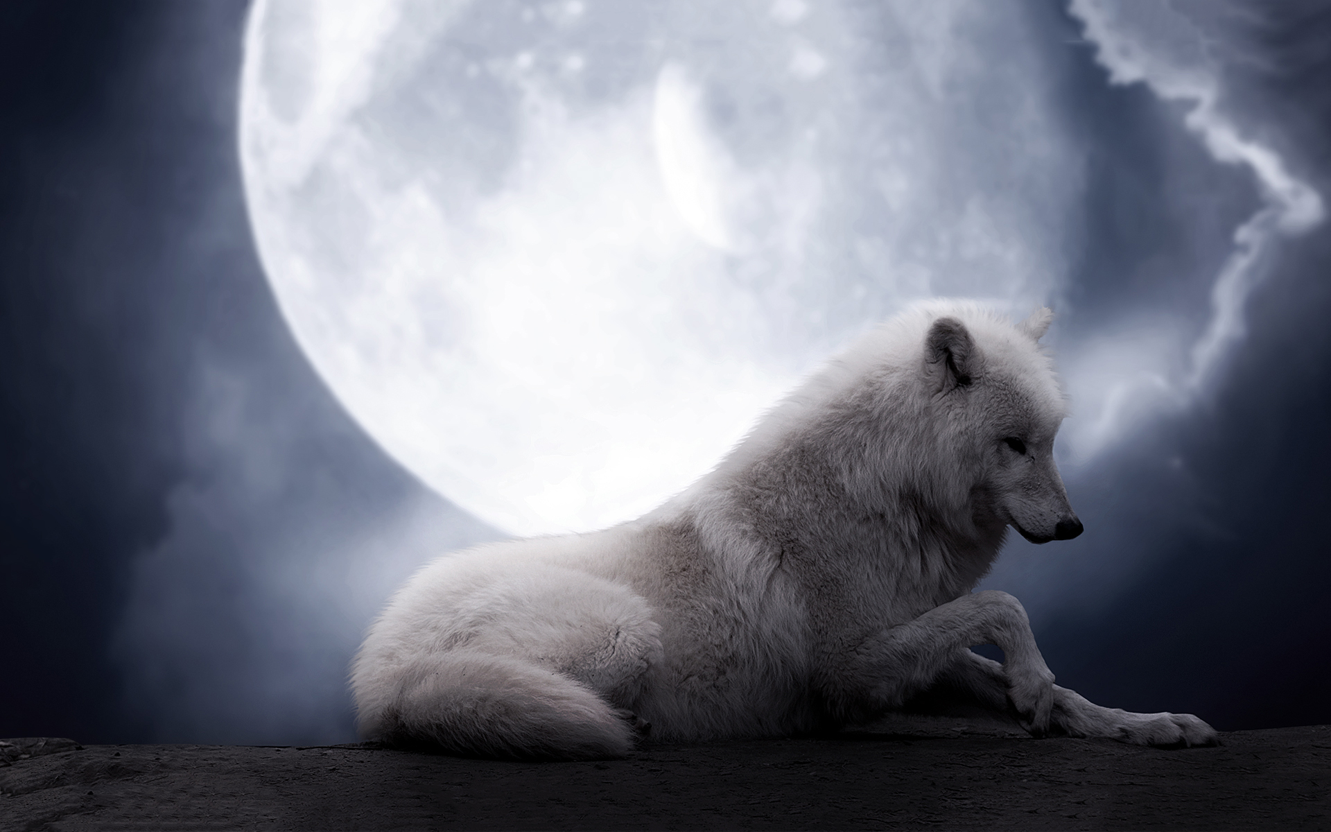 animal, wolf, moon, night, white wolf, wolves