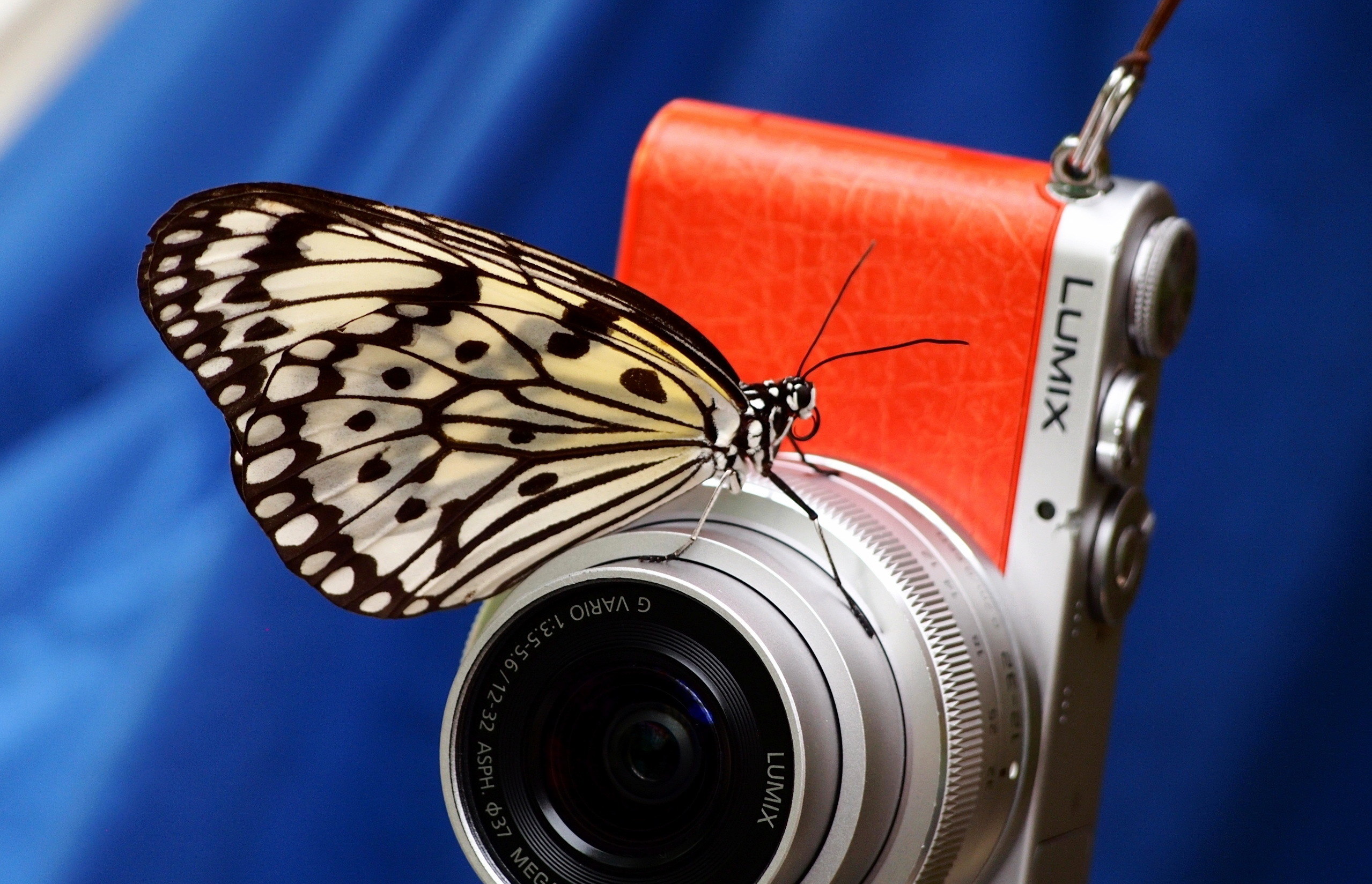 759193 завантажити картинку створено людиною, камера, метелик, люмікс - шпалери і заставки безкоштовно