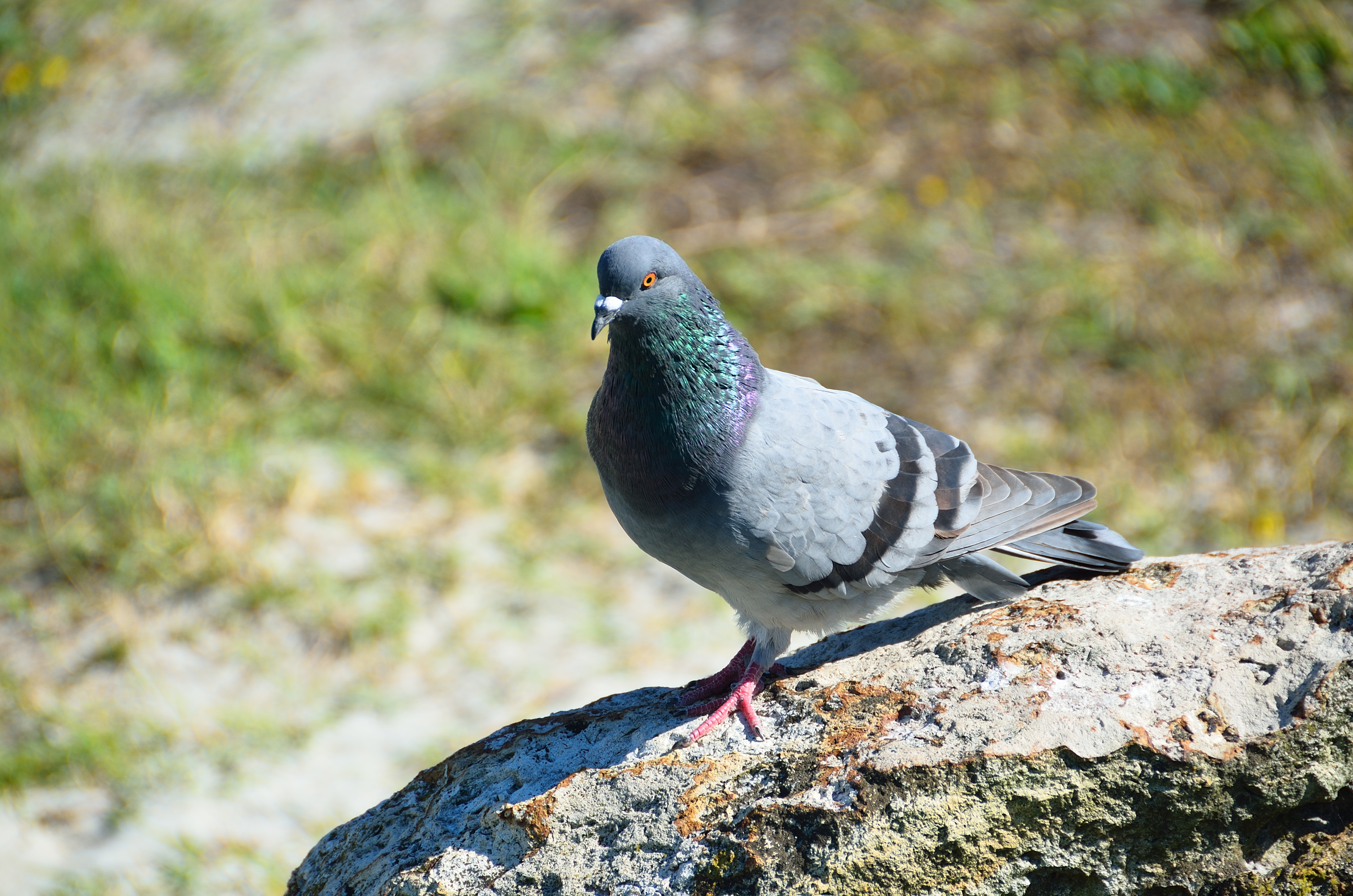 Download mobile wallpaper Birds, Bird, Animal, Bokeh, Pigeon for free.