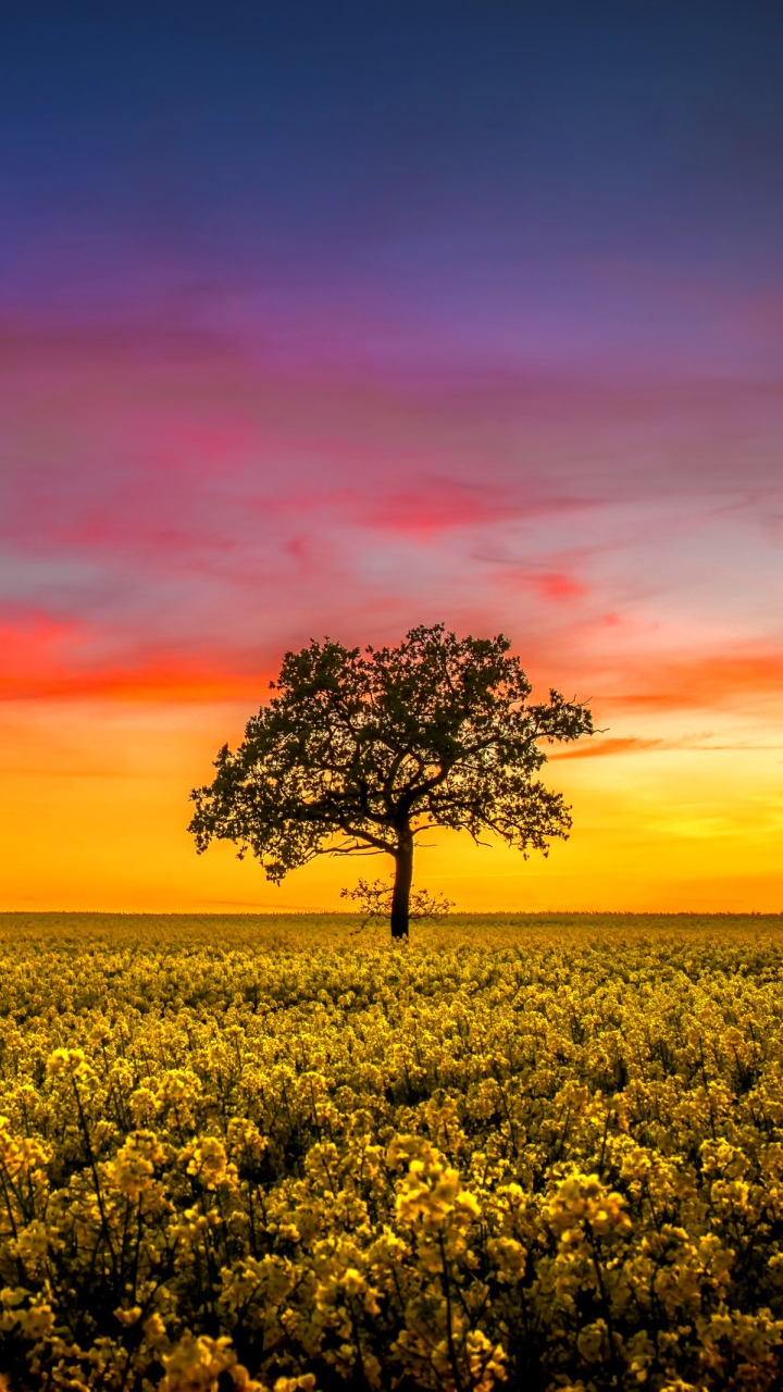 Download mobile wallpaper Nature, Trees, Sunset, Sky, Summer, Horizon, Tree, Earth, Field, Windmill, Yellow Flower, Rapeseed, Lonely Tree for free.