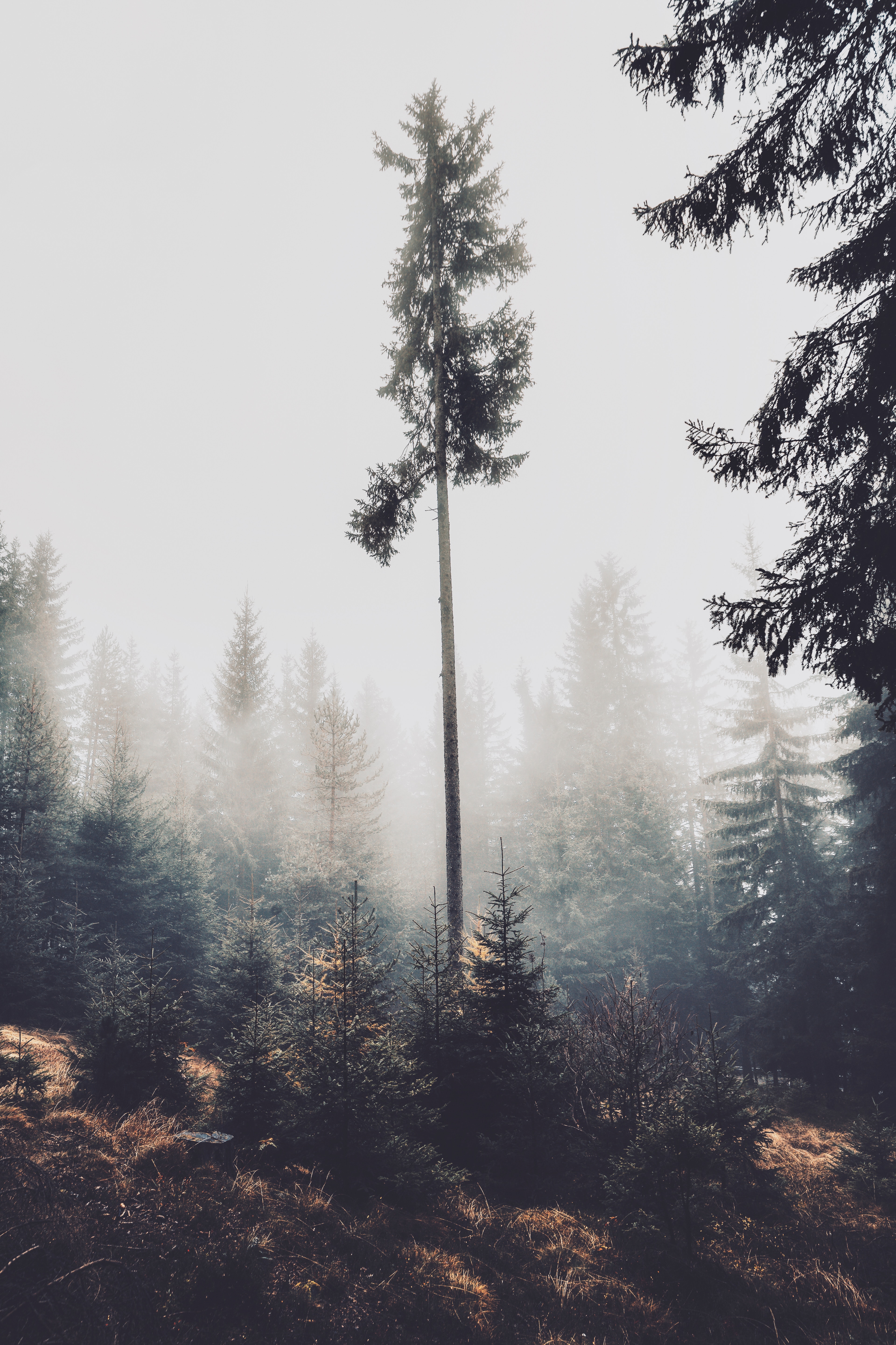Download mobile wallpaper Coniferous, Trees, Fog, Nature, Pine, Forest for free.