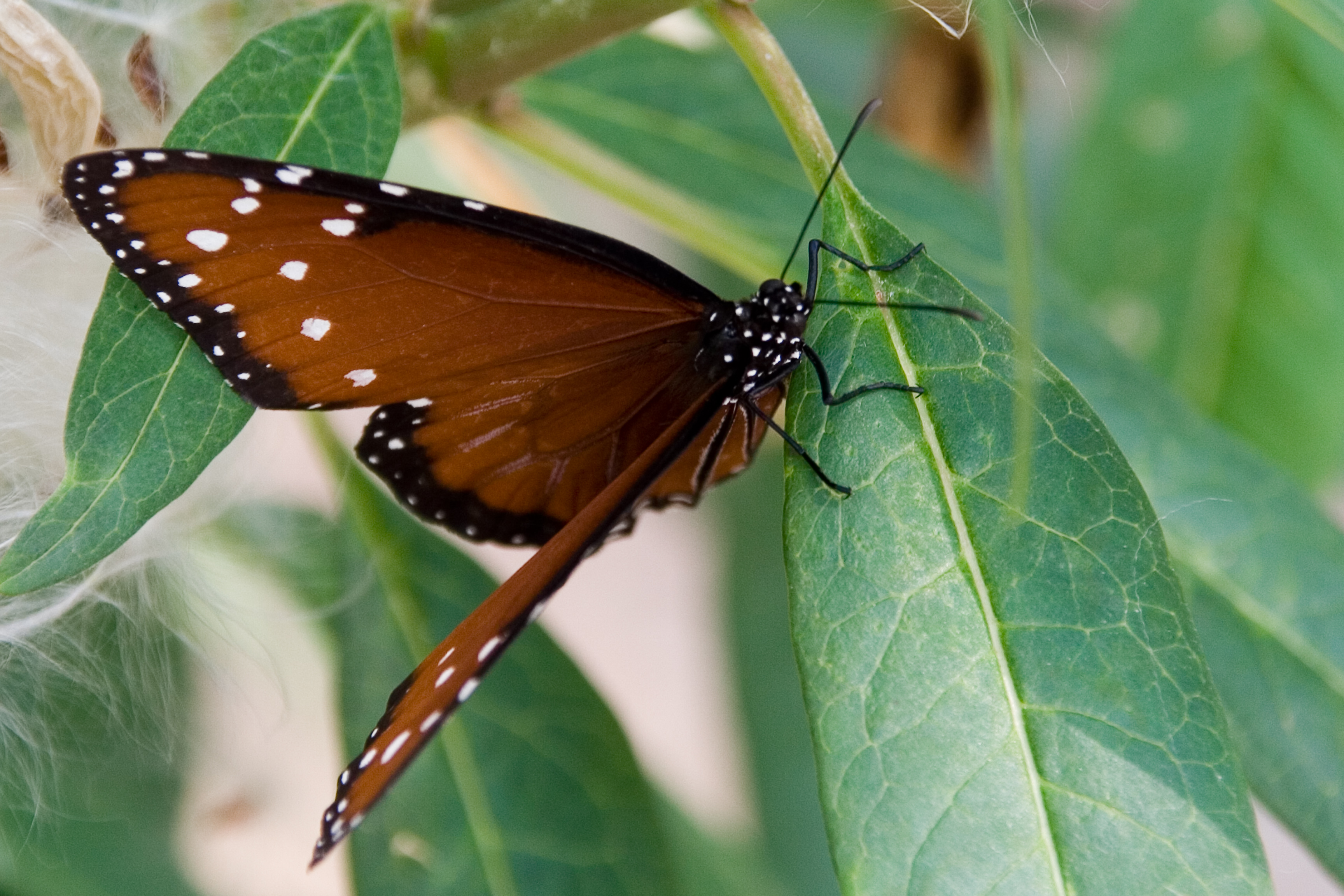 Download mobile wallpaper Butterfly, Animal for free.