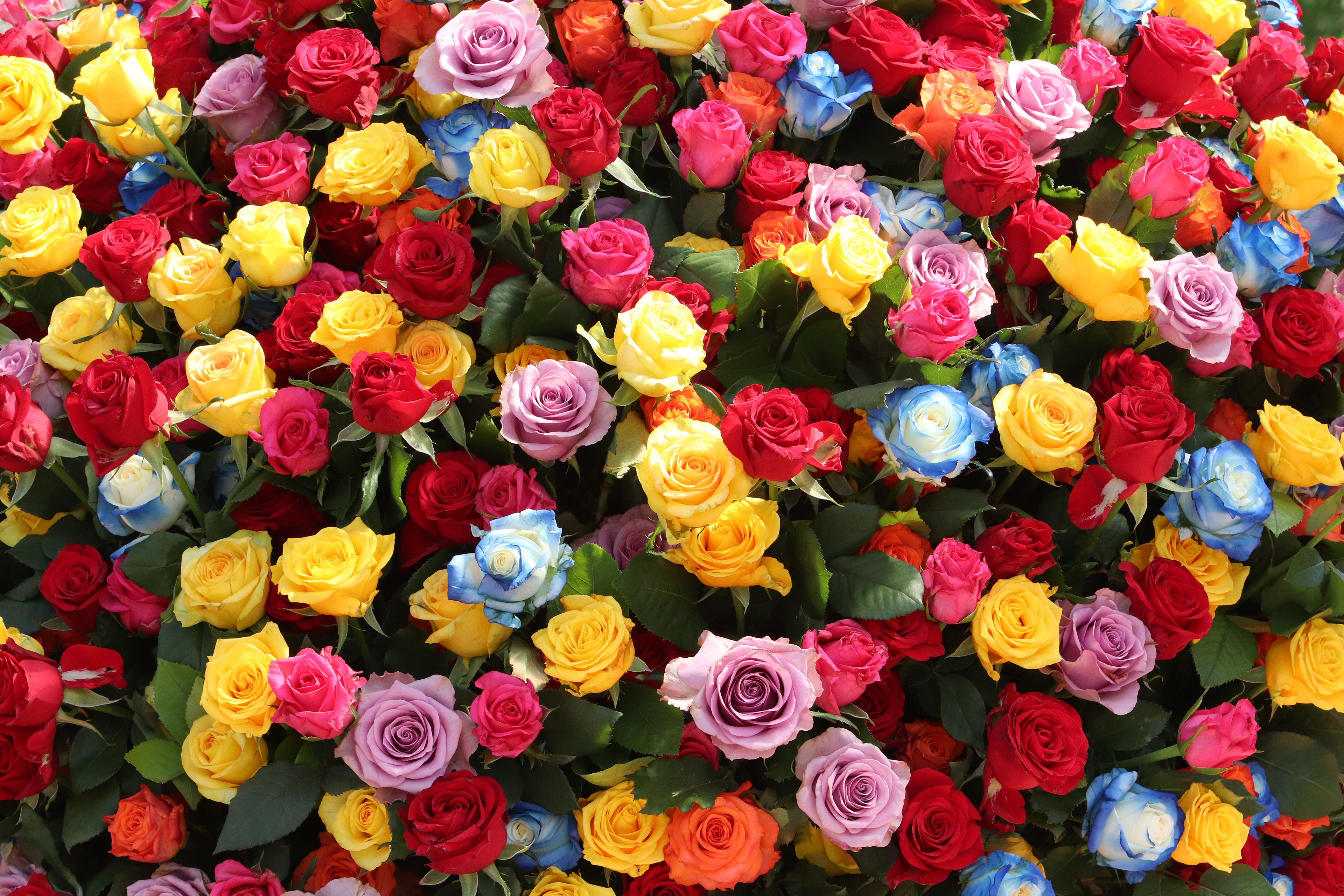 Free download wallpaper Nature, Flowers, Flower, Rose, Earth, Yellow Flower, Red Flower, Pink Flower on your PC desktop