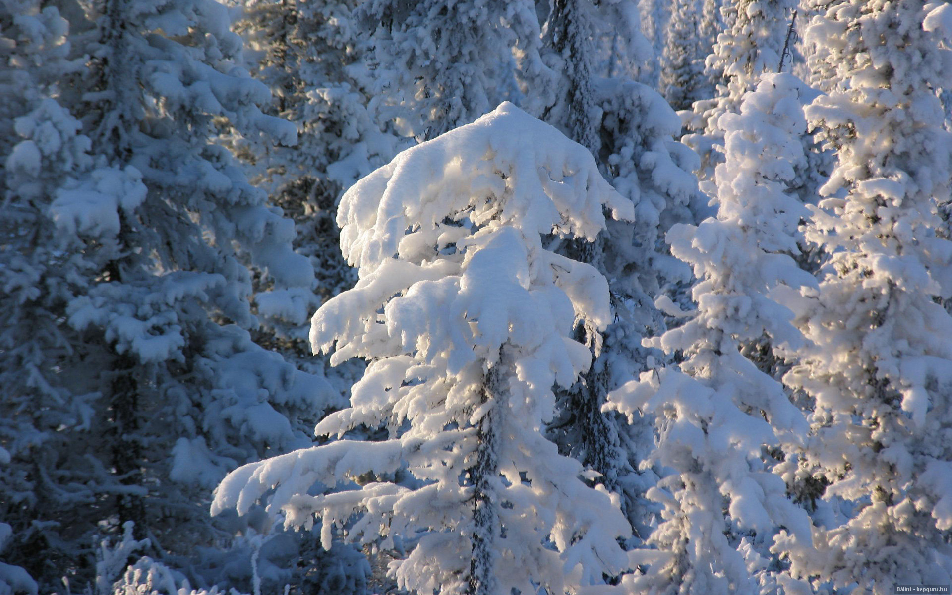 Baixar papel de parede para celular de Inverno, Terra/natureza gratuito.