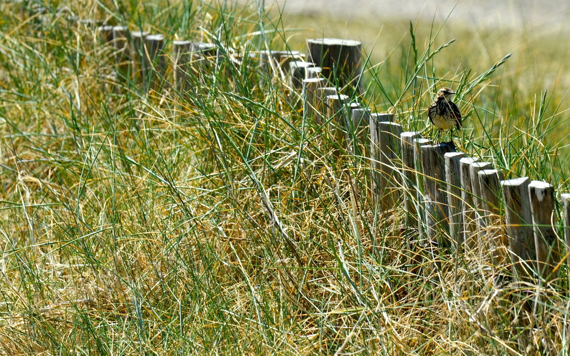 Laden Sie das Vogel, Vögel, Tiere-Bild kostenlos auf Ihren PC-Desktop herunter