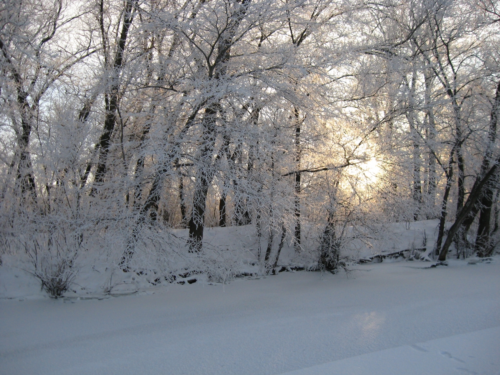 PCデスクトップに冬, 木, 風景, 雪画像を無料でダウンロード