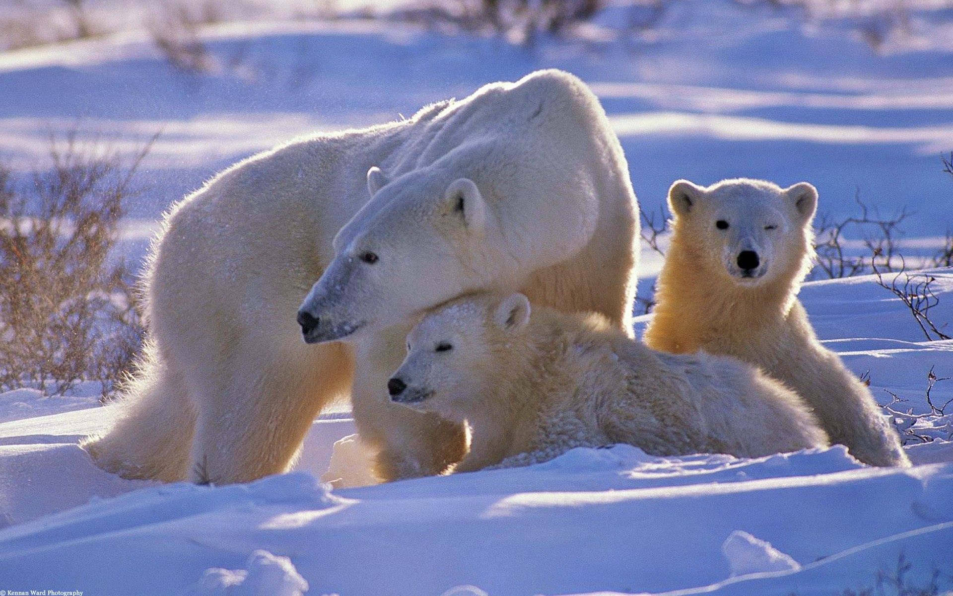 151859 télécharger l'image ours polaire, neige, animaux, ours, jeune, flâner, promenade, une famille, famille, oursons, ours blanc - fonds d'écran et économiseurs d'écran gratuits