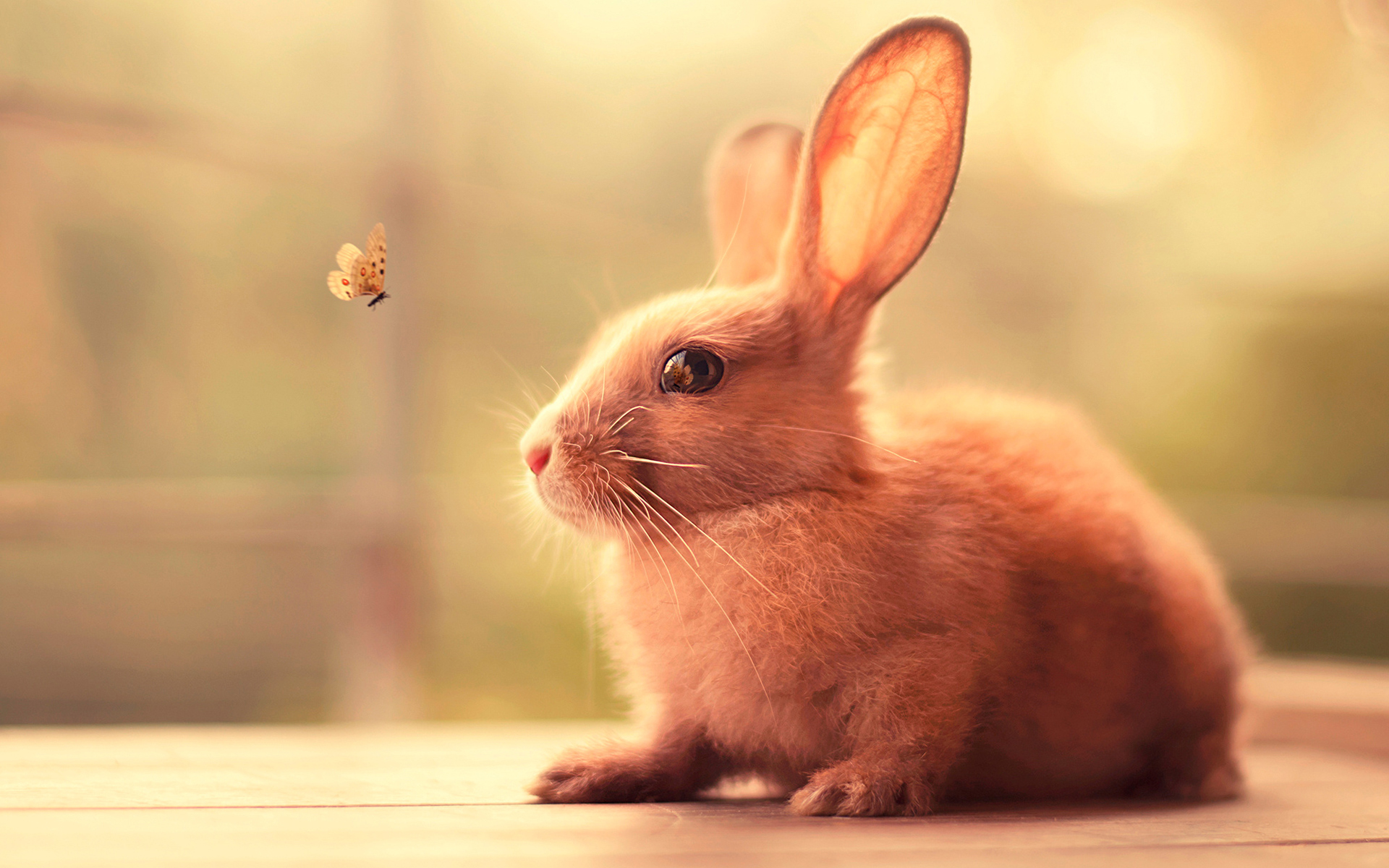 Handy-Wallpaper Tiere, Hase kostenlos herunterladen.