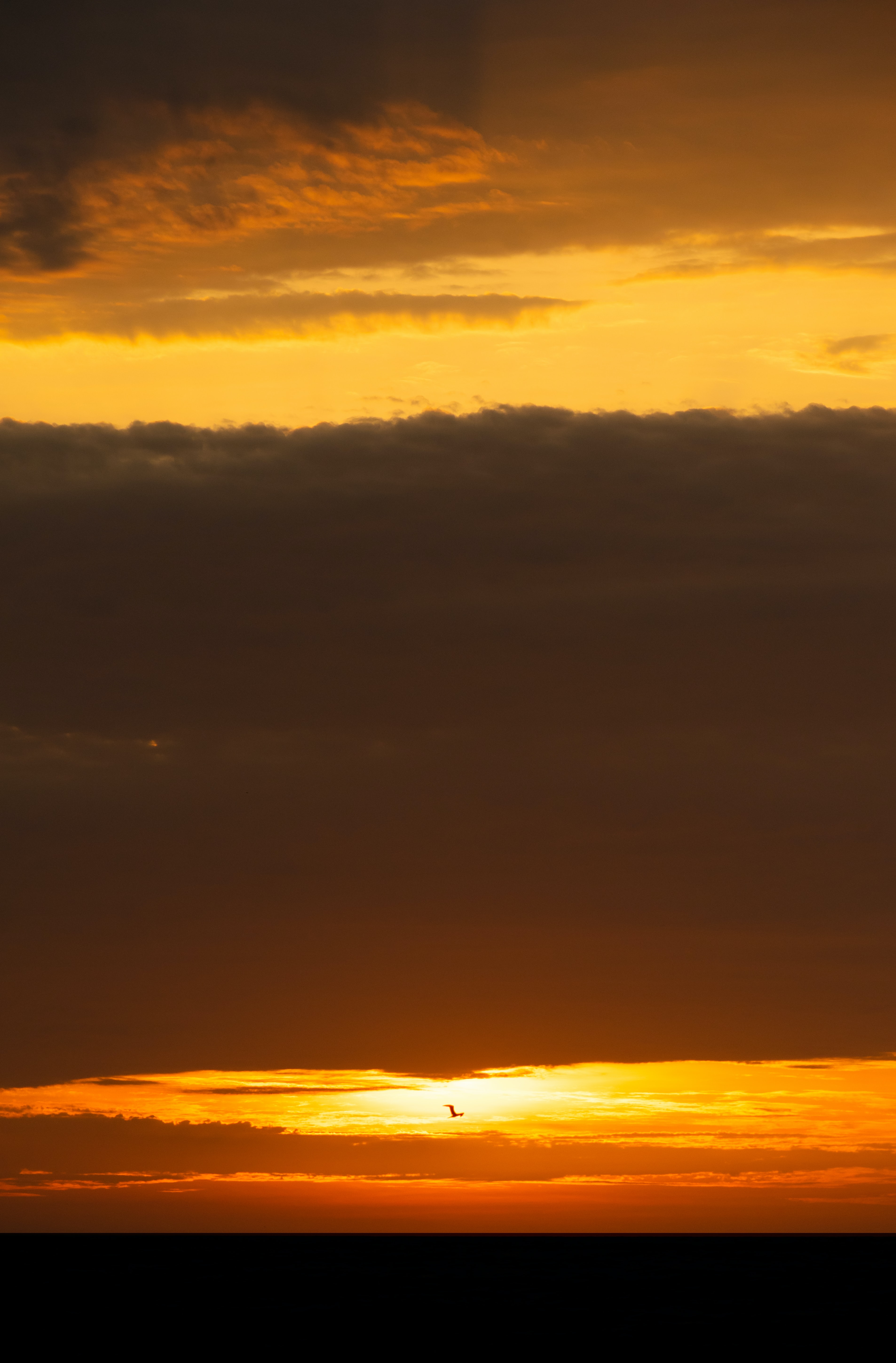 Download mobile wallpaper Horizon, Sunset, Sun, Nature, Bird for free.