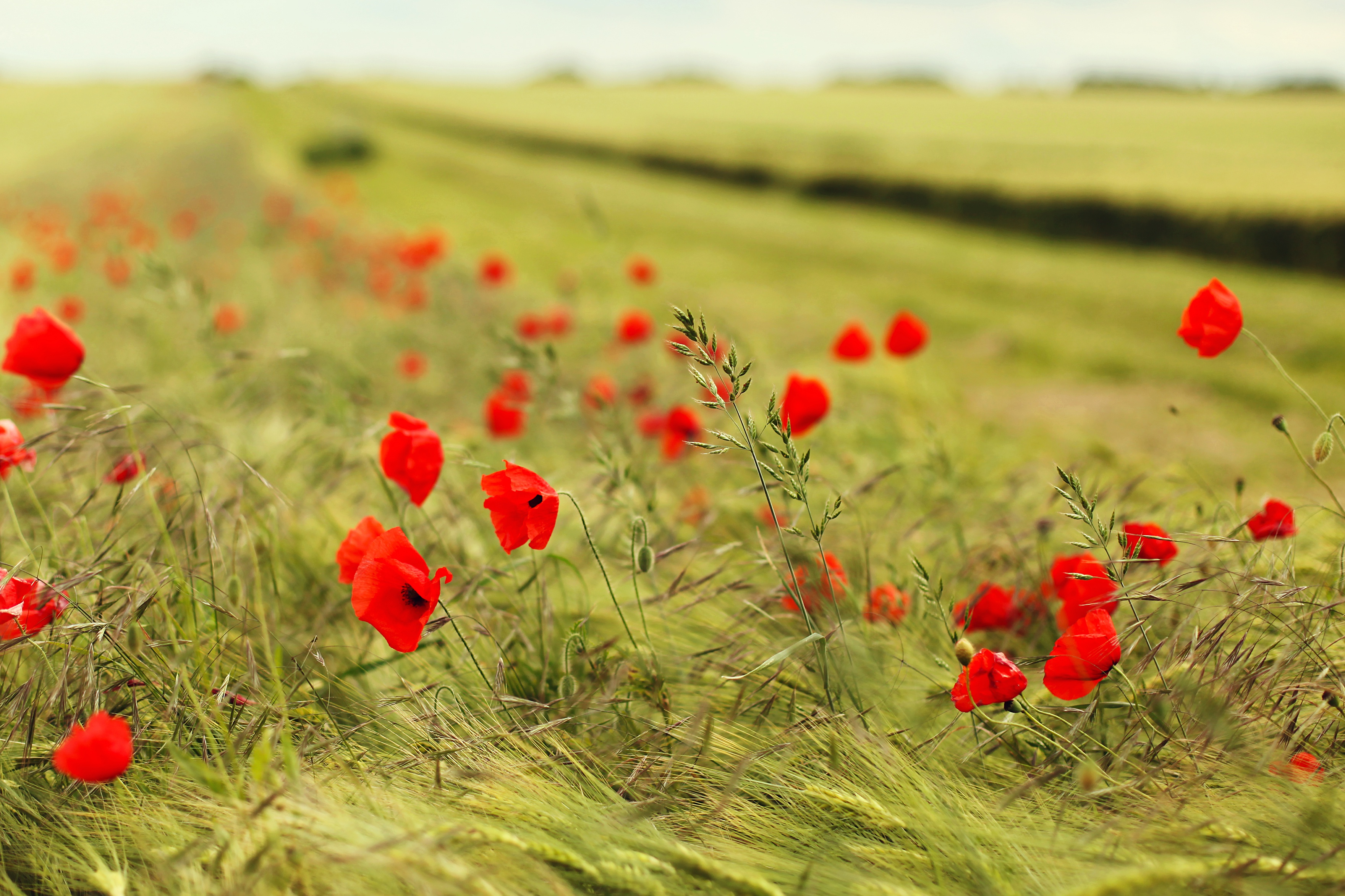 Download mobile wallpaper Nature, Flowers, Summer, Earth, Field, Poppy, Red Flower, Depth Of Field for free.