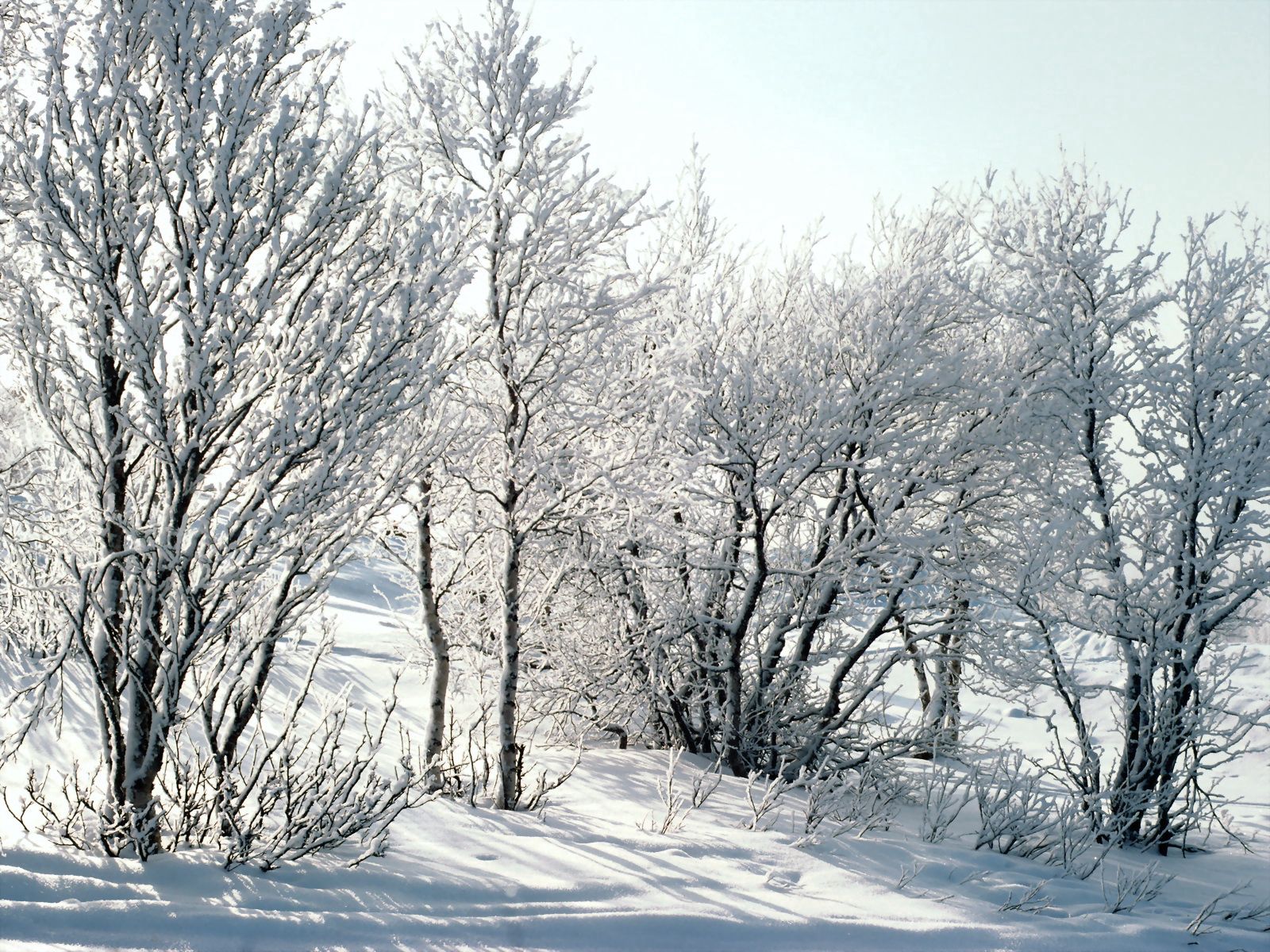Скачать обои бесплатно Снег, Ветки, Мороз, Природа, Деревья, Иней, Березы картинка на рабочий стол ПК